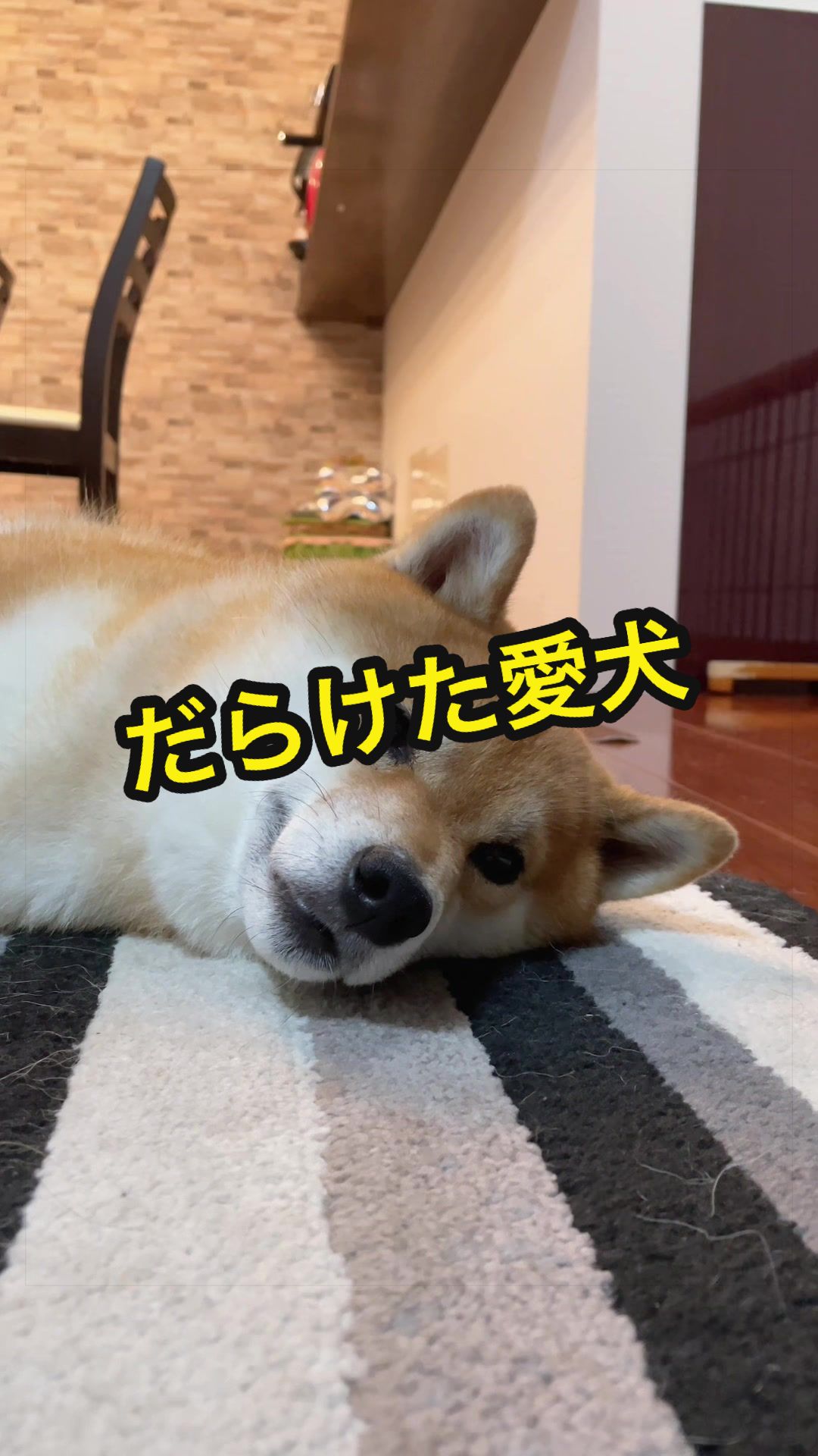 @特に柴犬が好きな人
