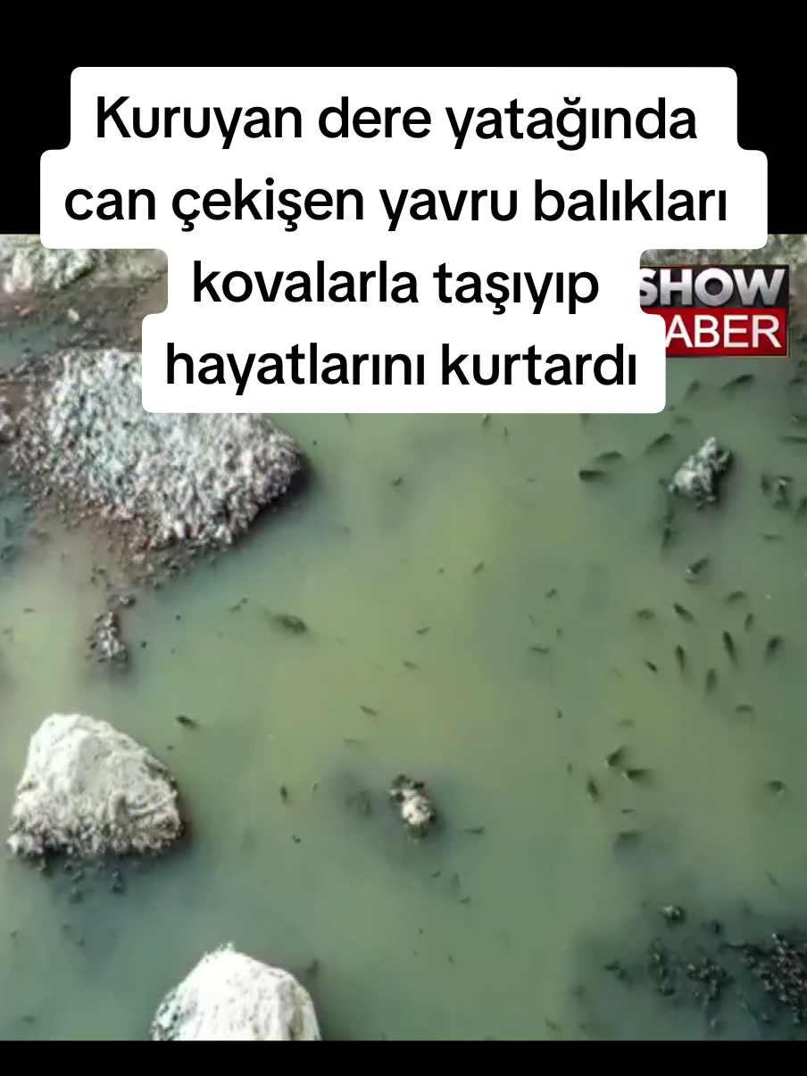 @Sorgunadair