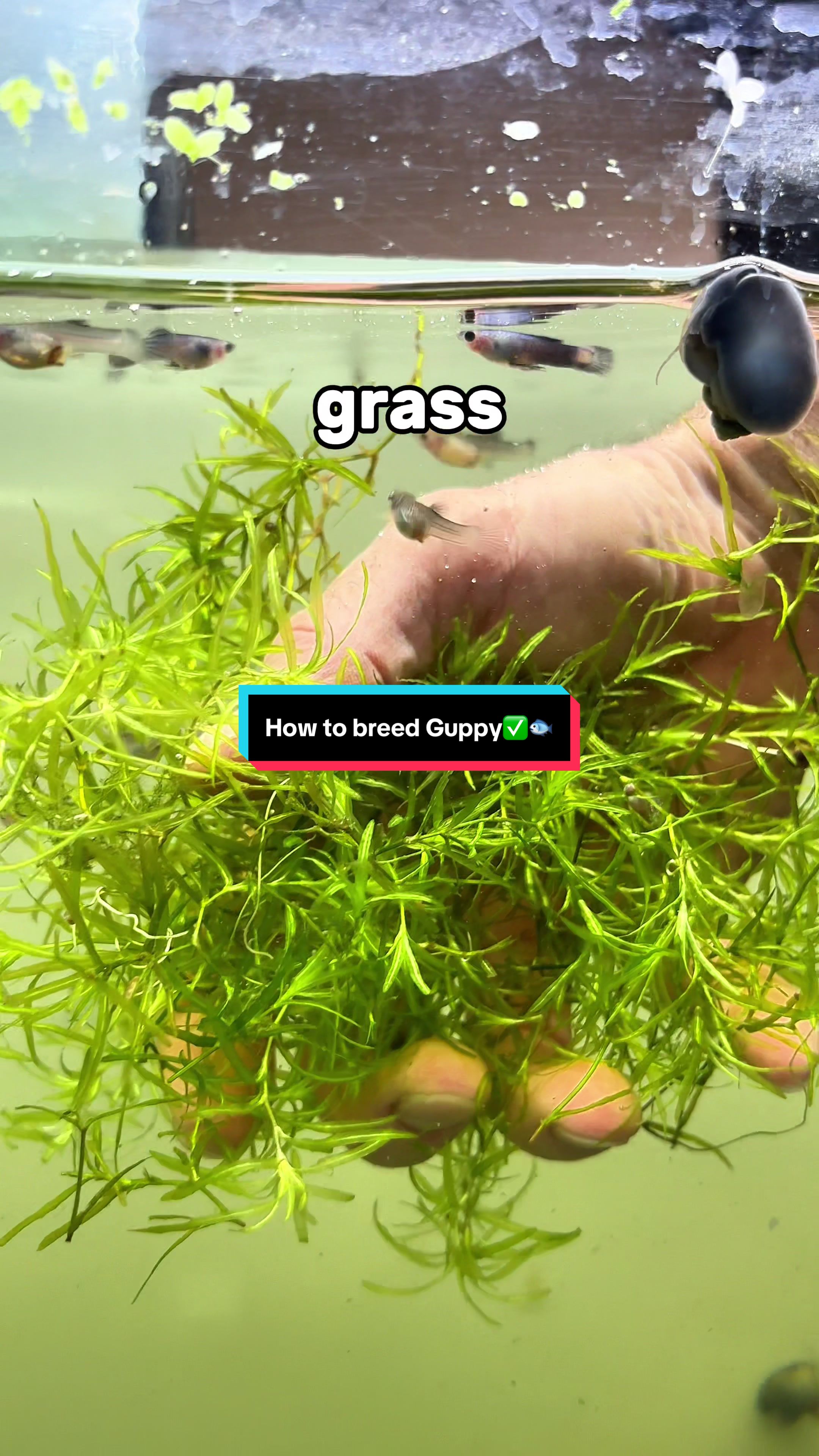 @ShrimplyTheBest