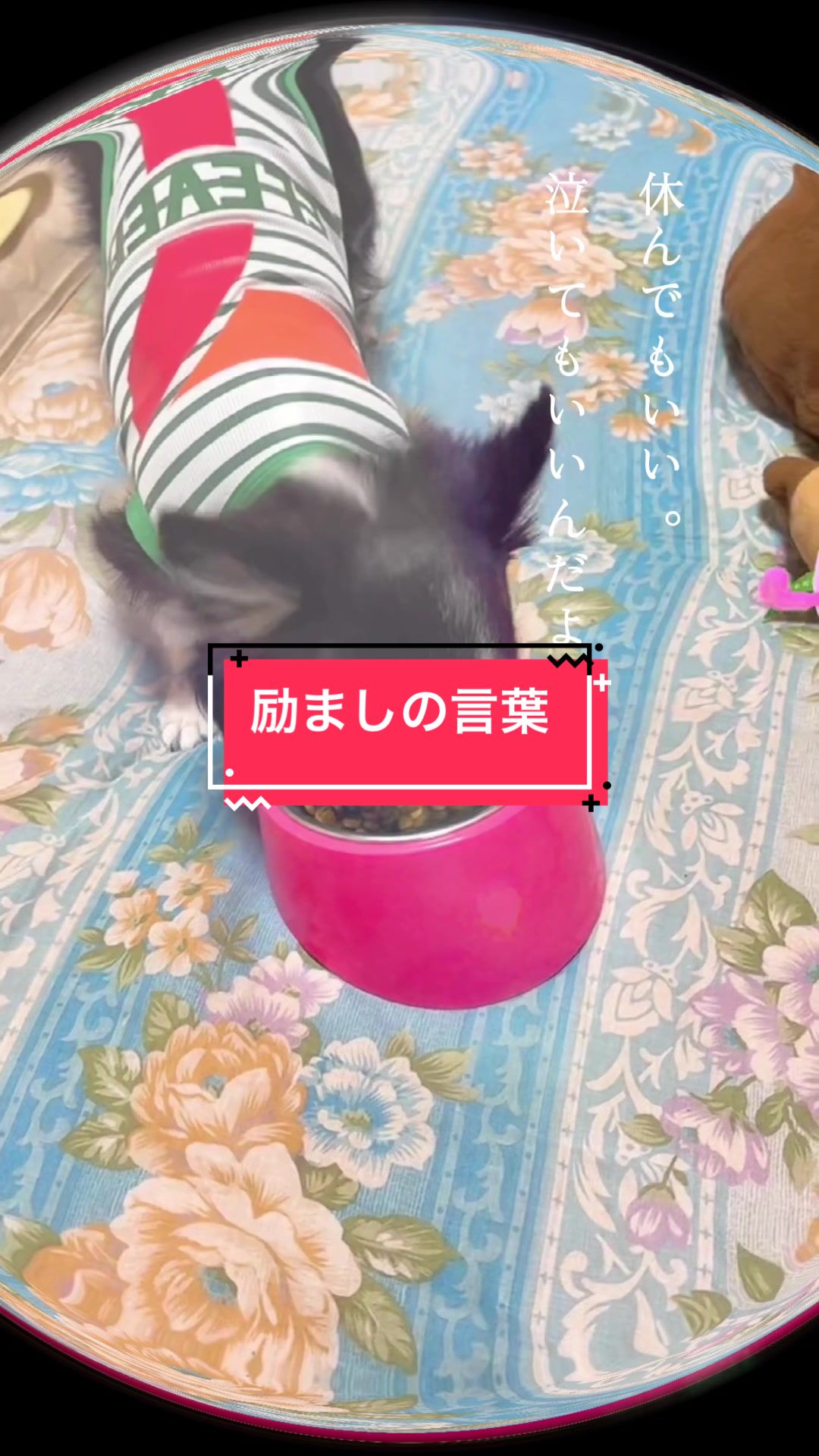 @ニンニン🐶🩵🍀