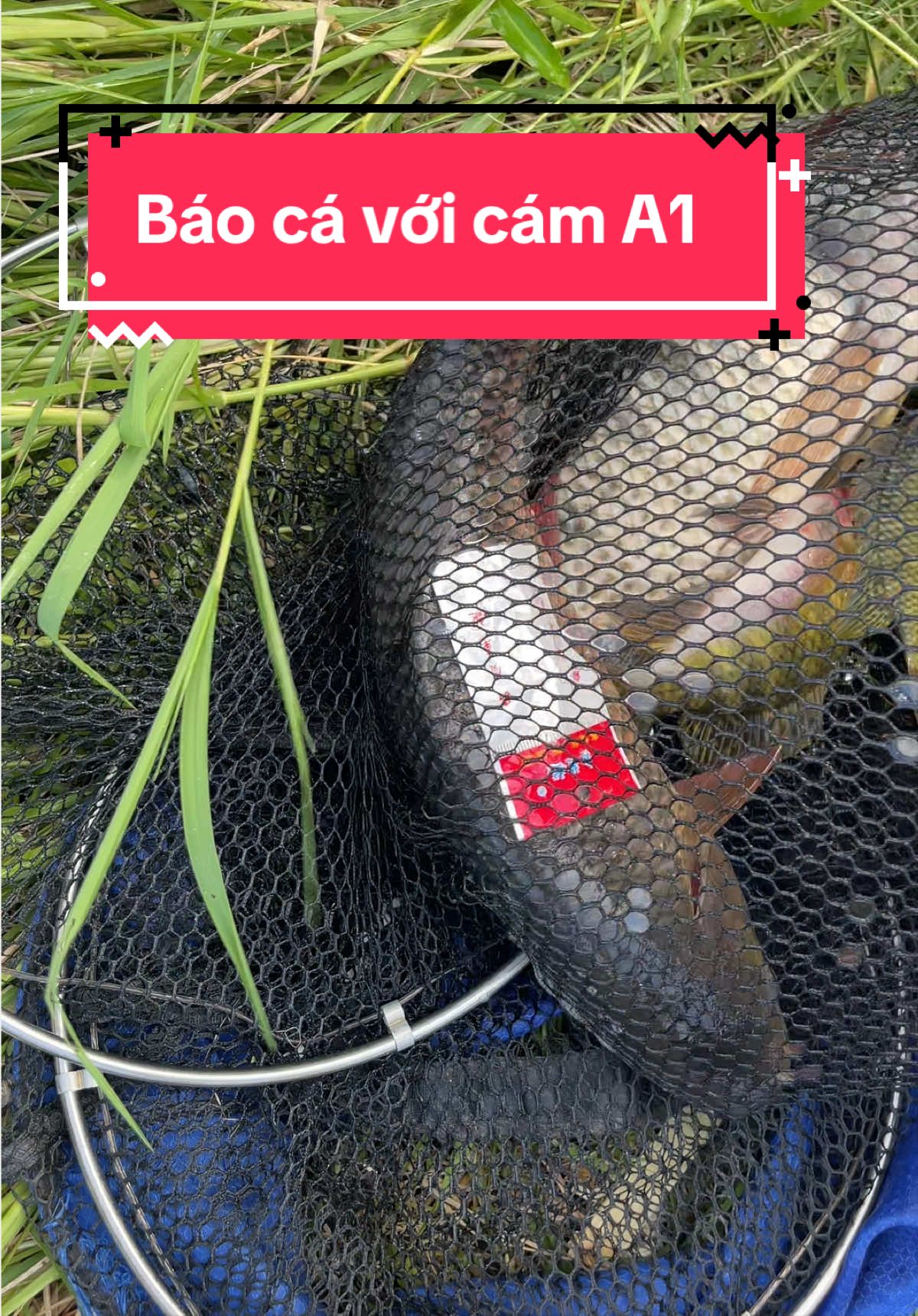 @Ngọc đăng đồ c&acirc;u