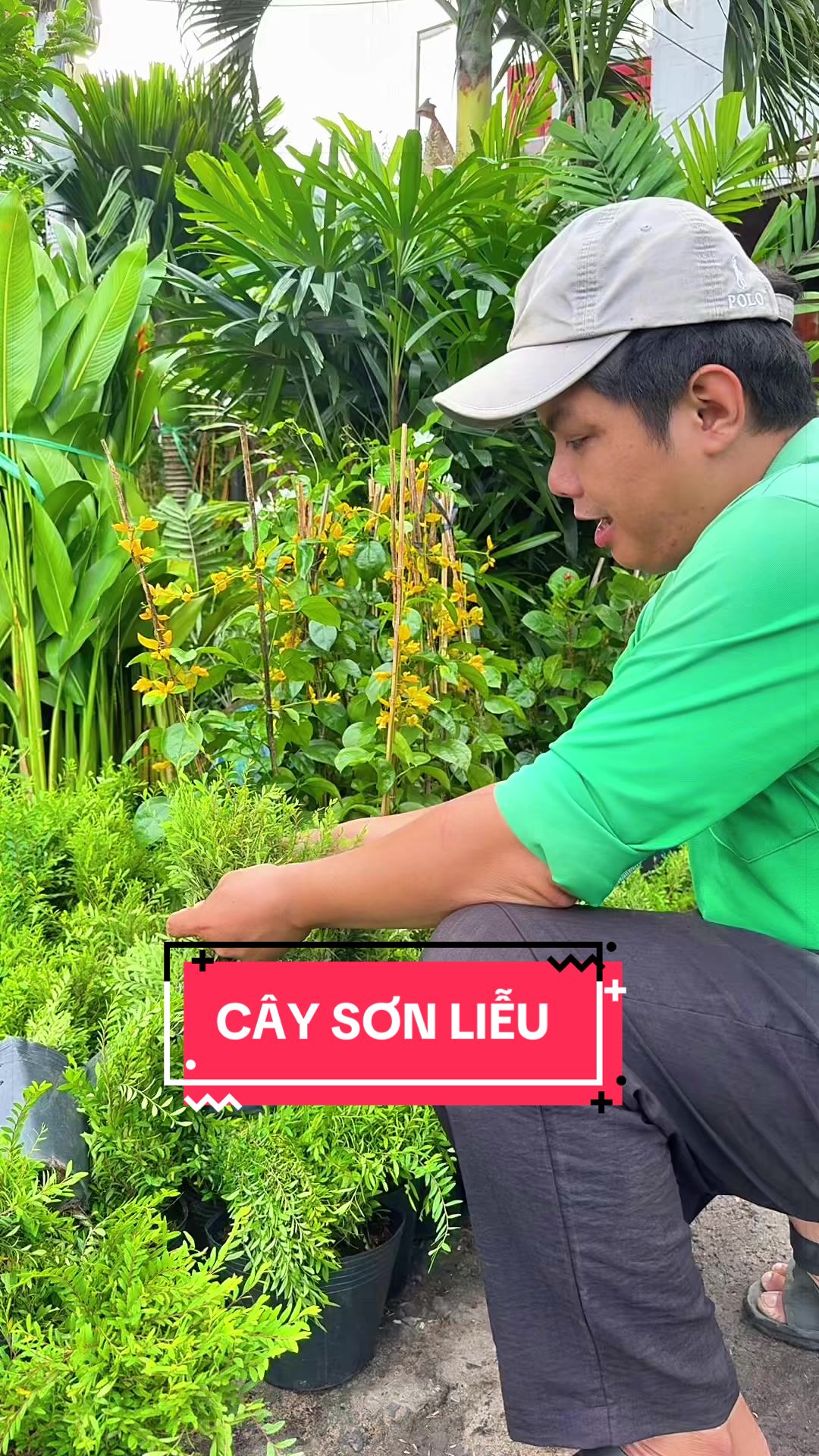 @Cây Xanh Phong Hồng