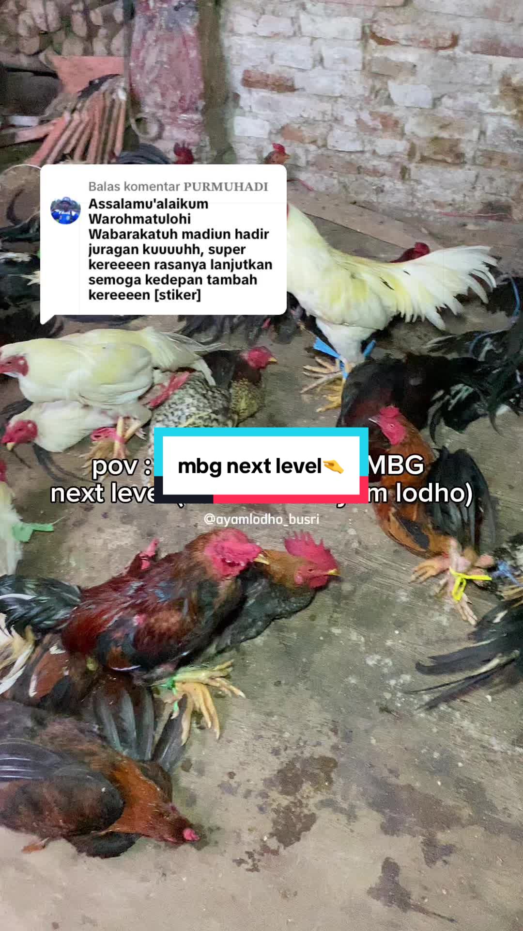 @Ayam Lodho Bu Sri