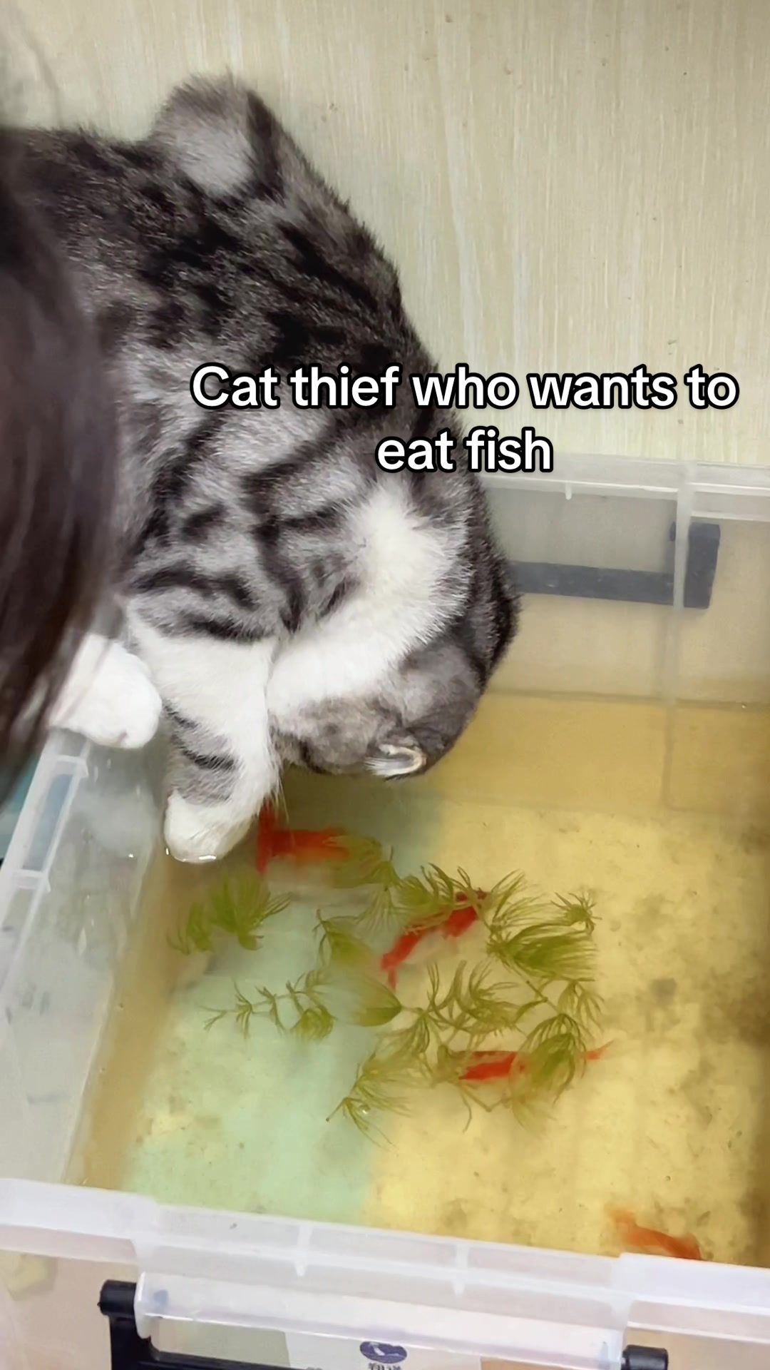 @淘气鬼