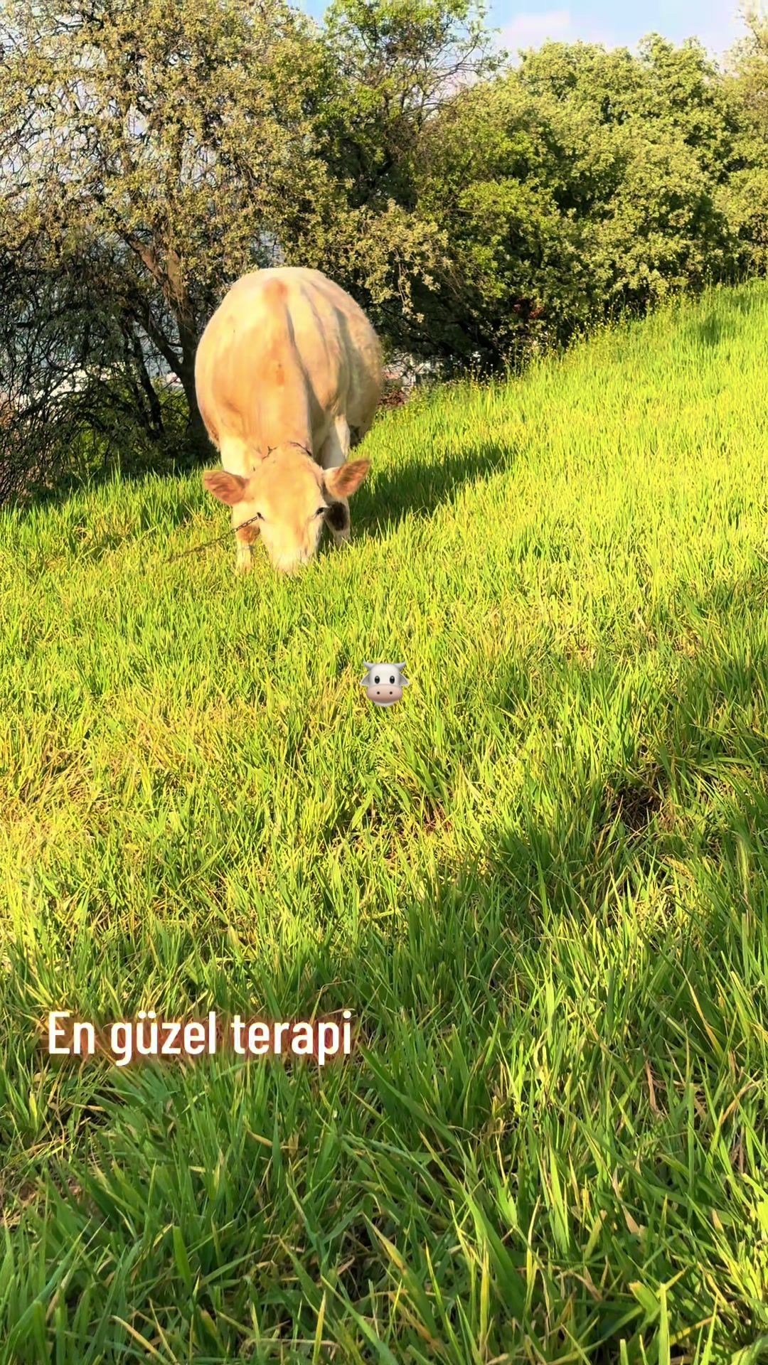 @hakandurgun