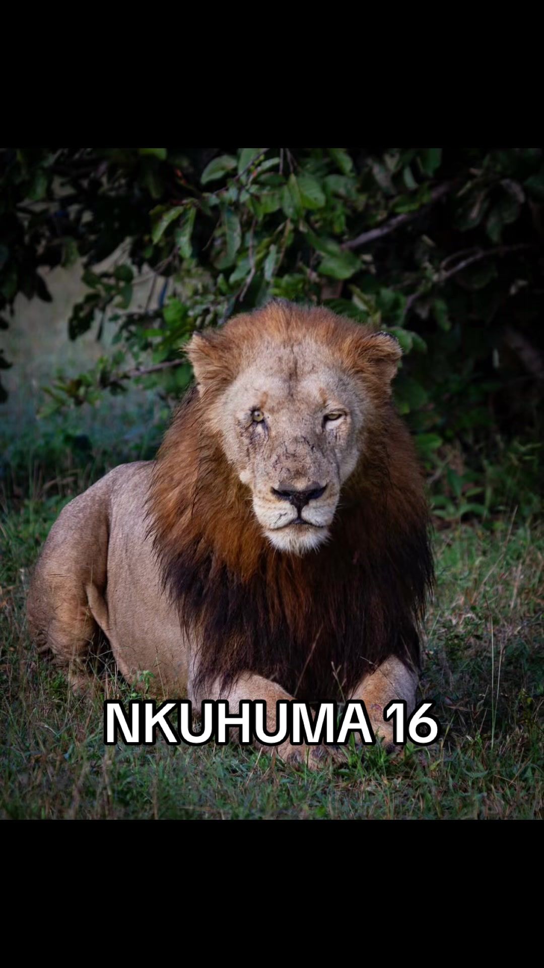 @𝓝 𝓪 𝓲 【Lion Expert】