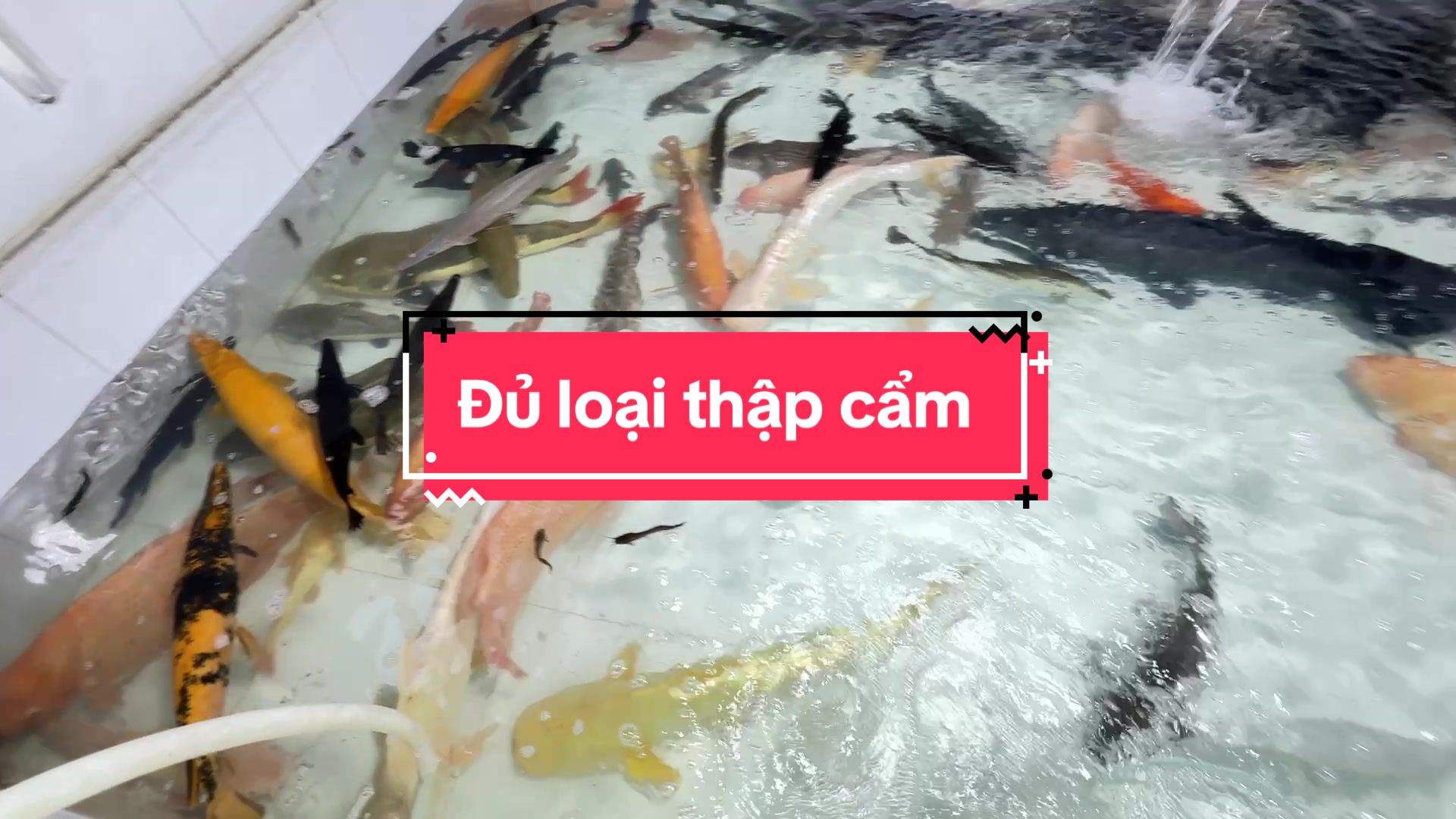 @Ph&aacute;t Đạt B&aacute;n C&aacute; 😎🐠🦈