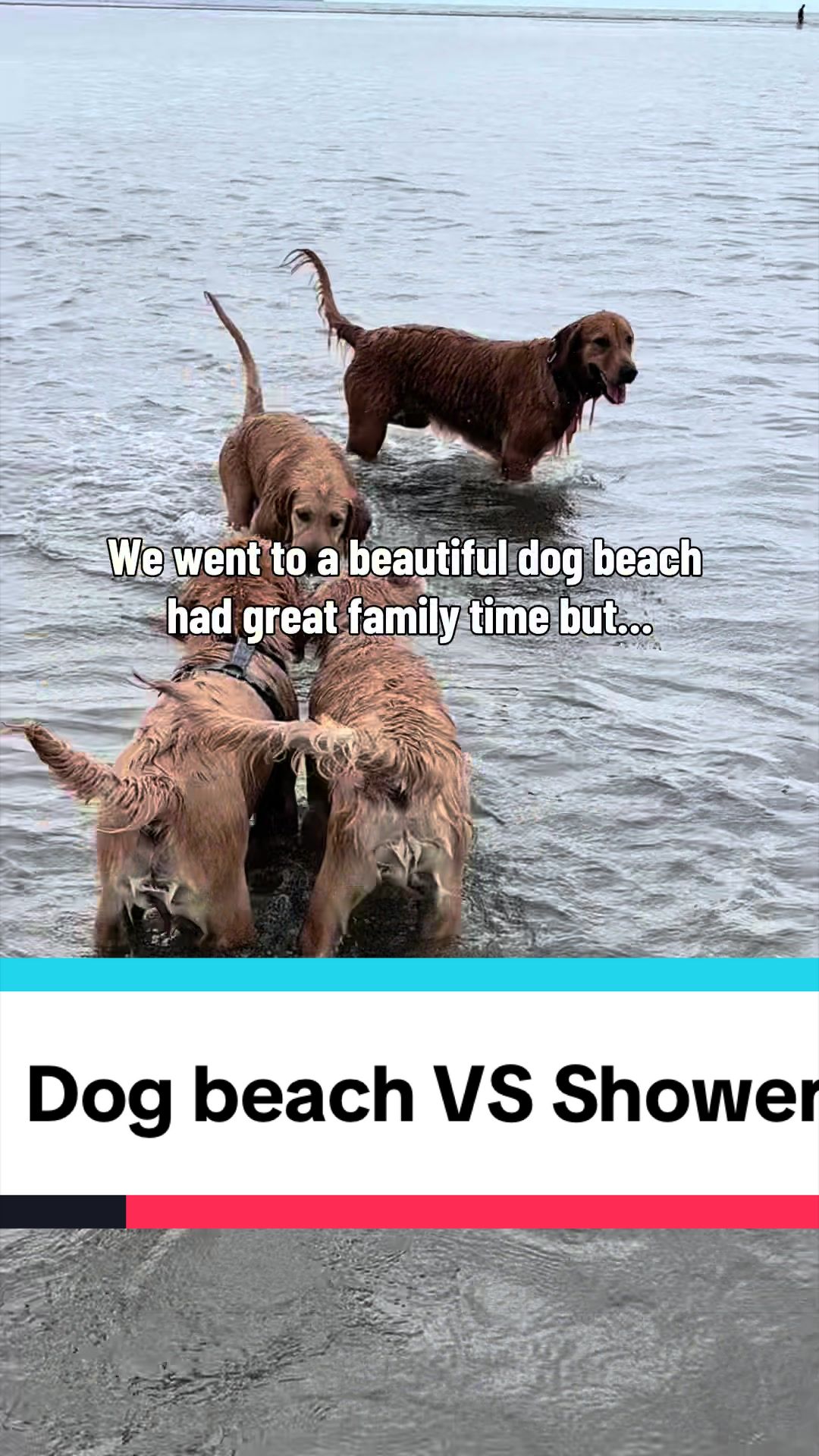 @3goldenretriever