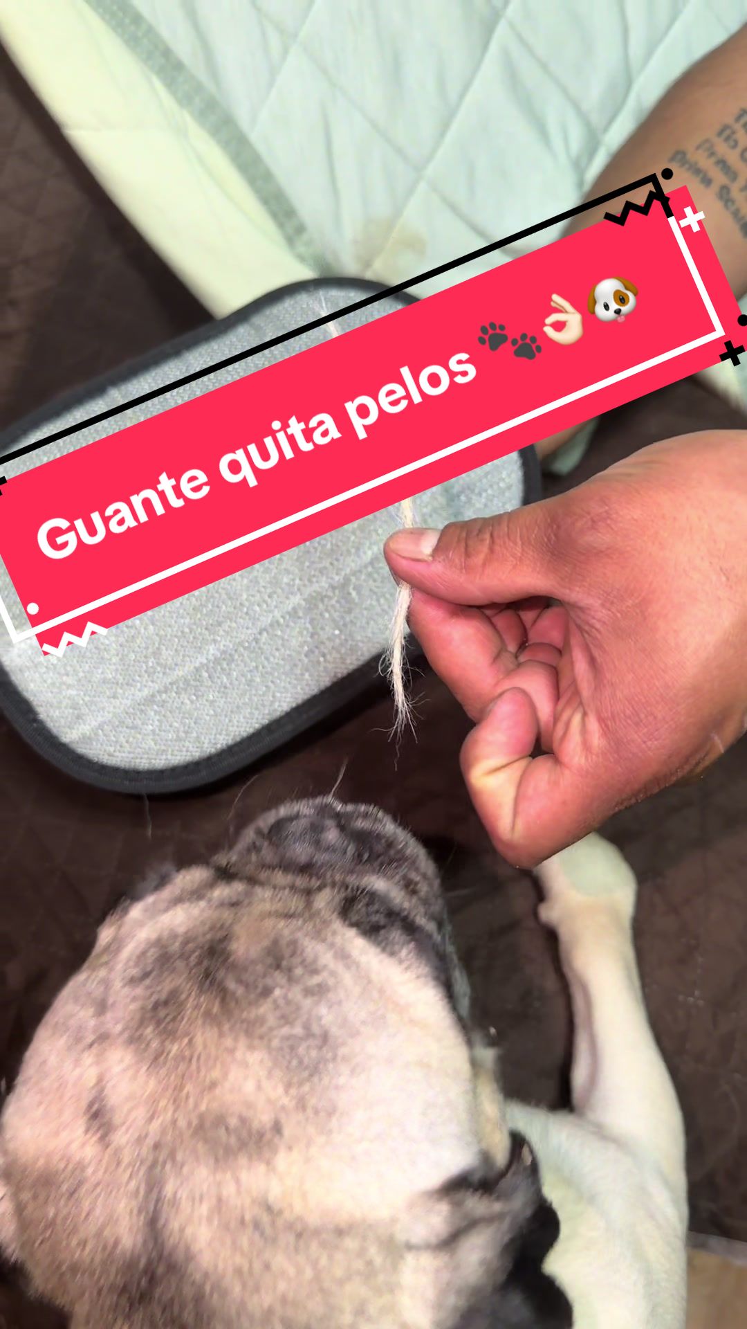 @Pugs en acción 🐶