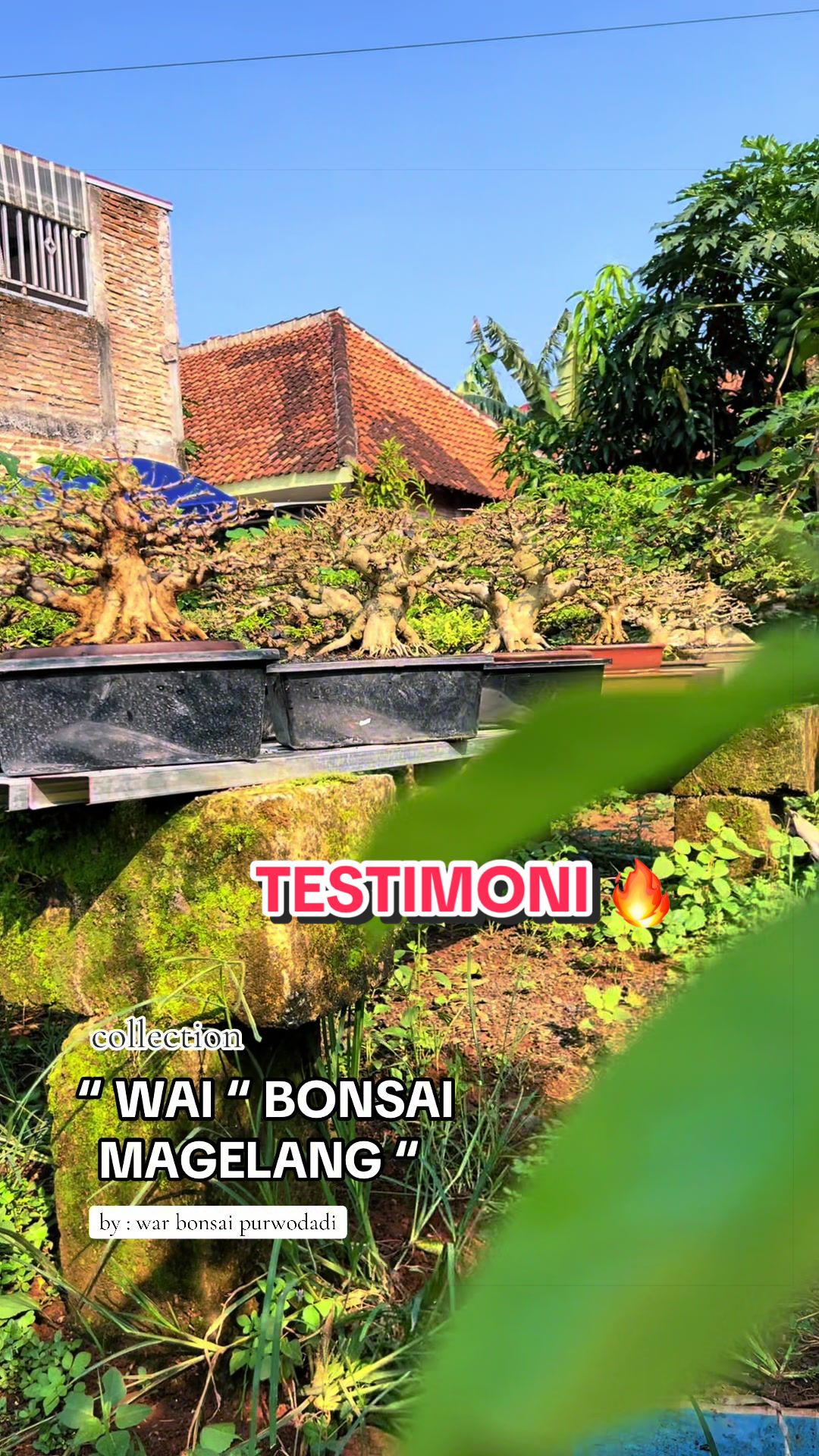 @warbonsai_purwodadi