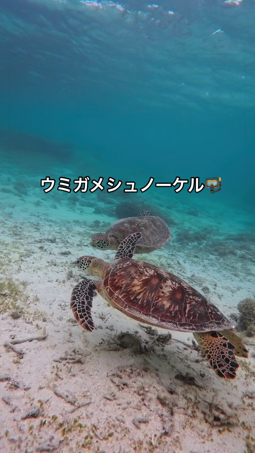 @奄美大島シマッチュ