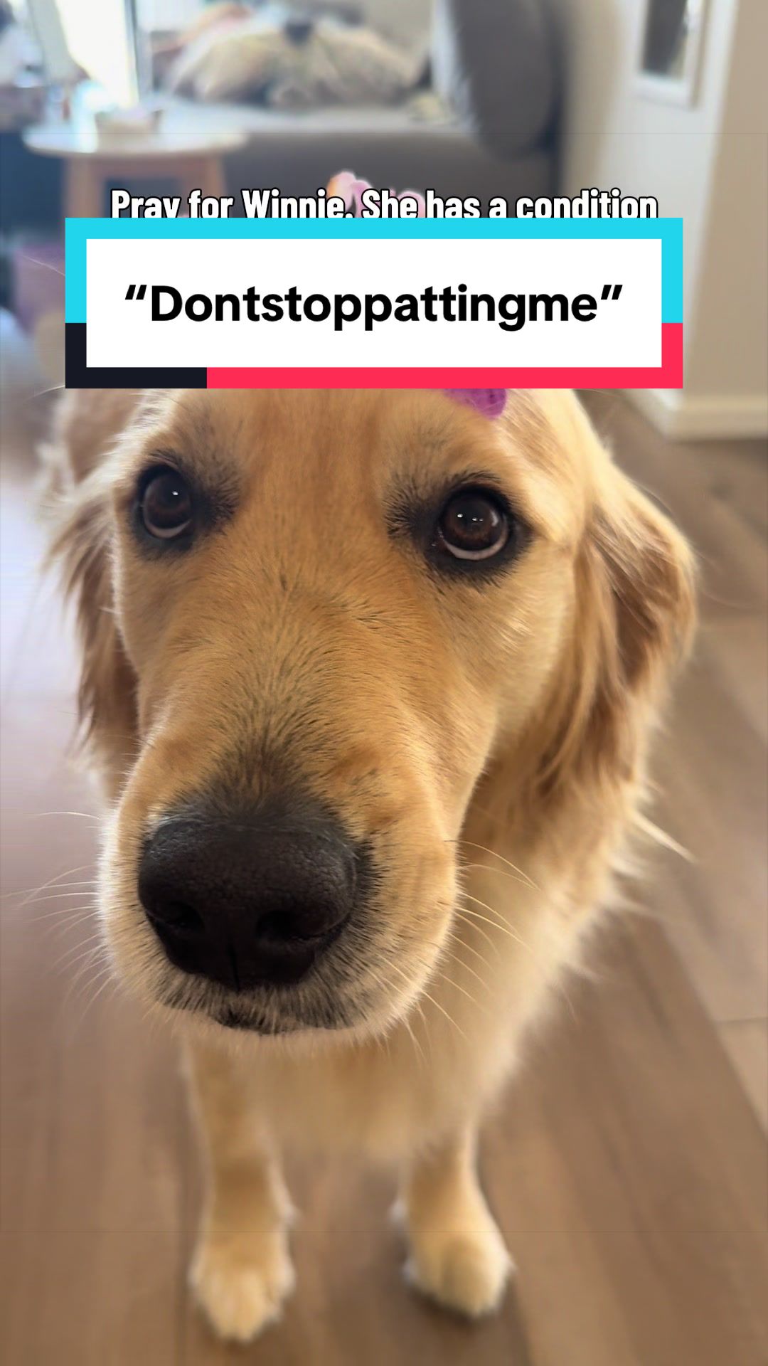 @3goldenretriever