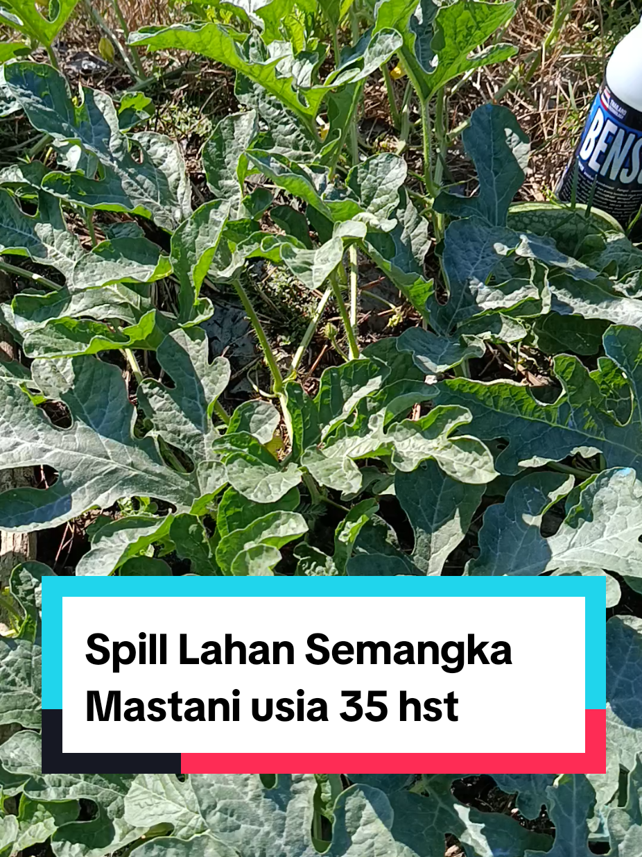 @tanipedia id