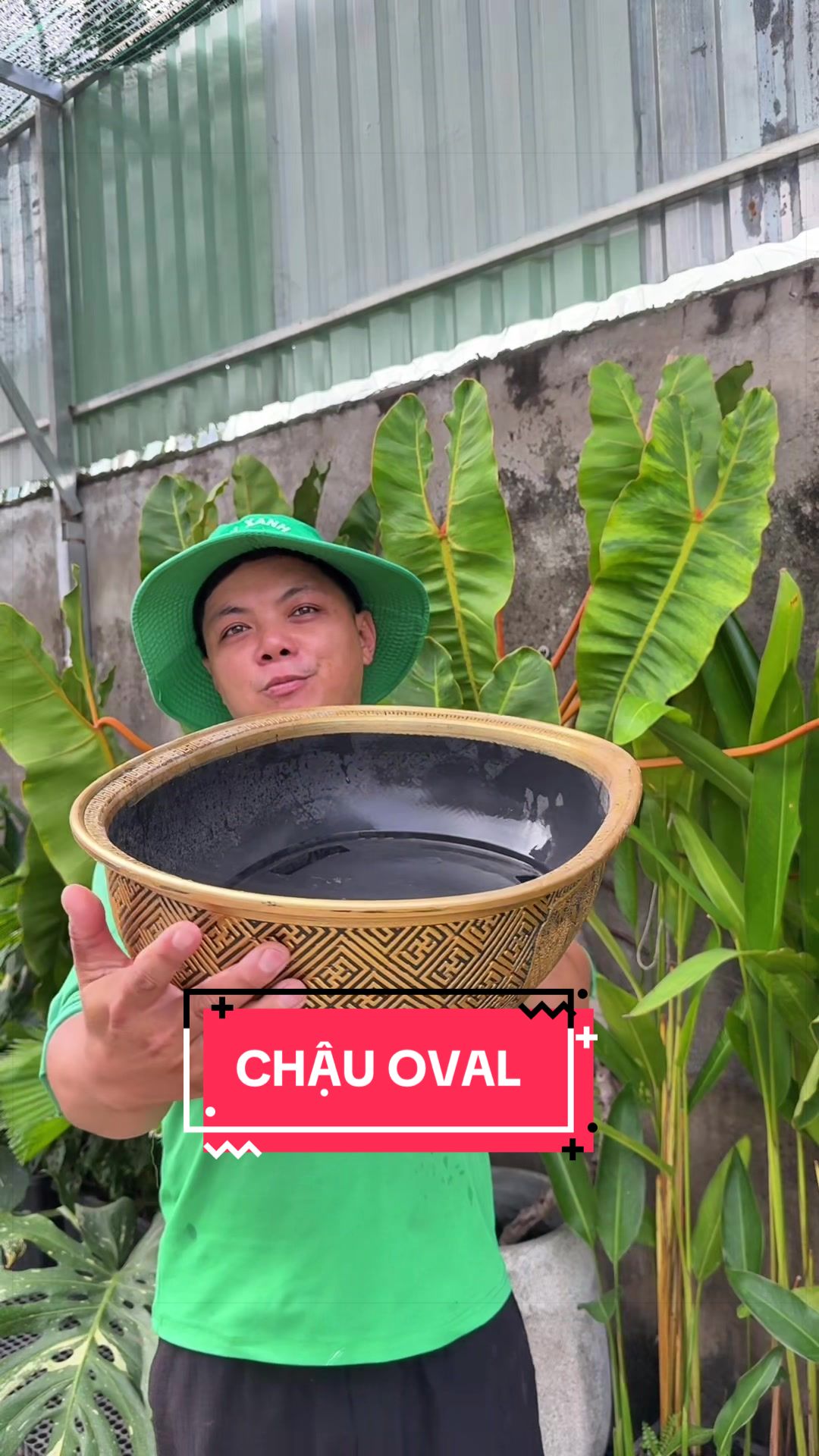 @Cây Xanh Phong Hồng