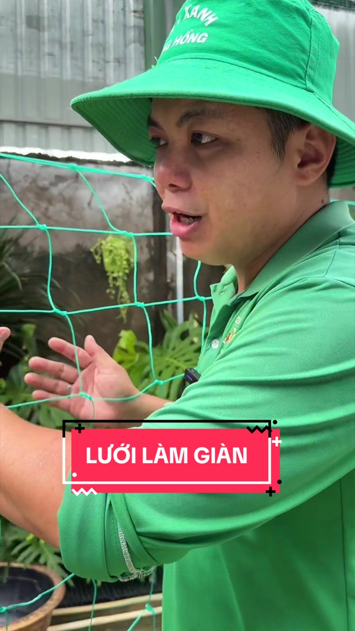 @Cây Xanh Phong Hồng