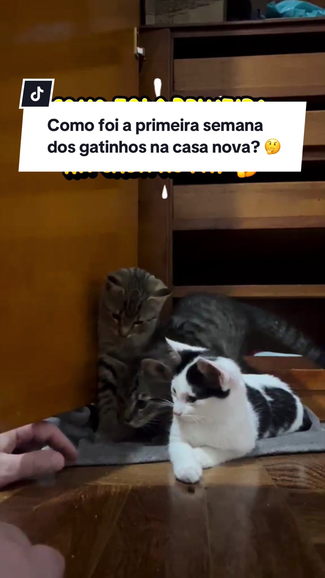 @Will Pitbull