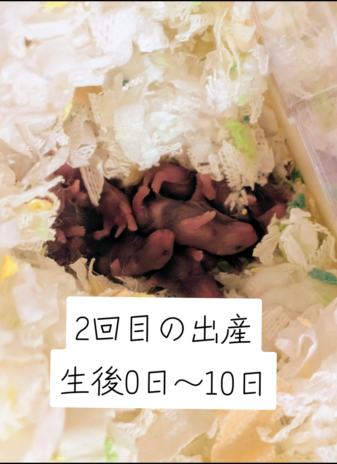 @鼻声🐹主婦
