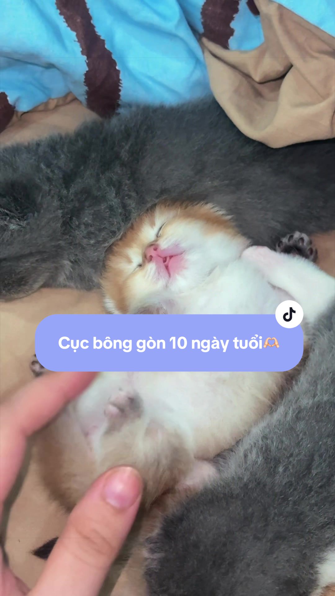 @1ch&oacute;6meow