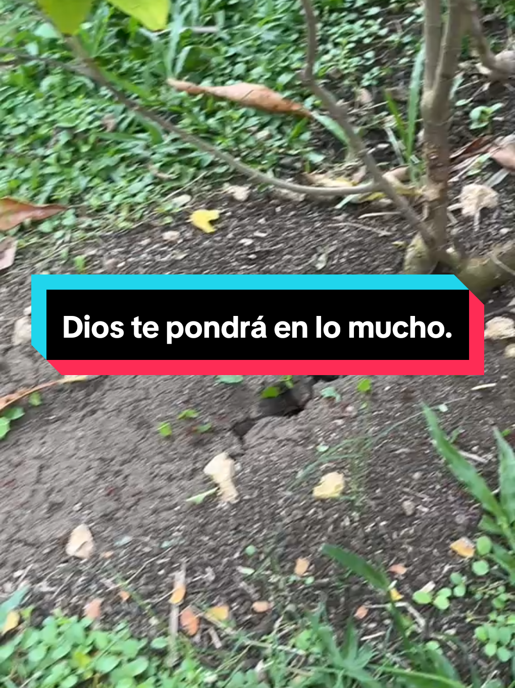 @Quitú333