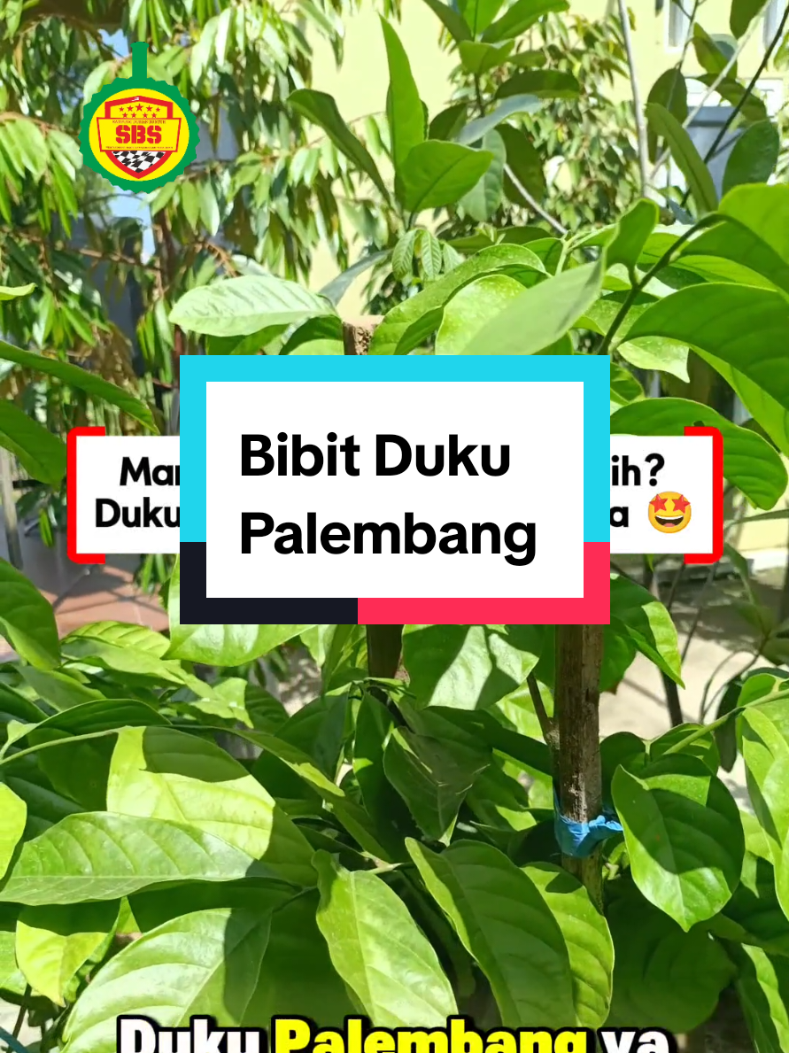 @Produksi Buah_SBS
