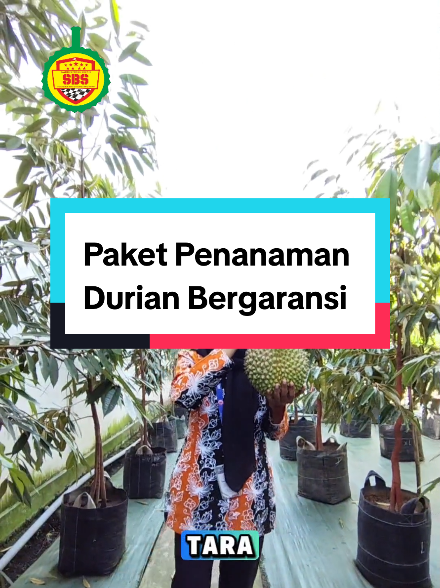 @Produksi Buah_SBS