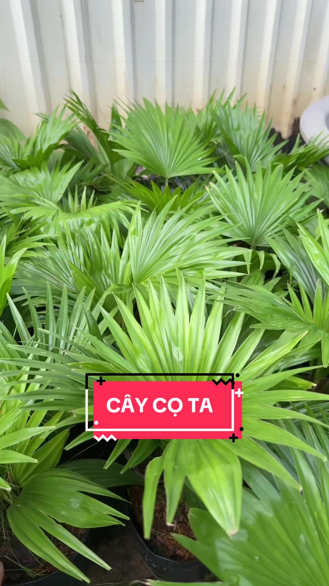 @Cây Xanh Phong Hồng