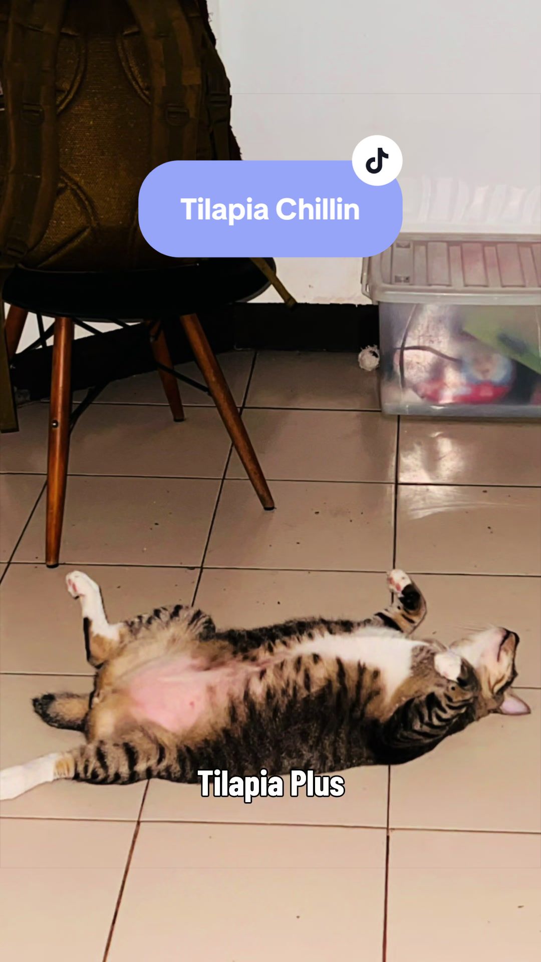 @17meows