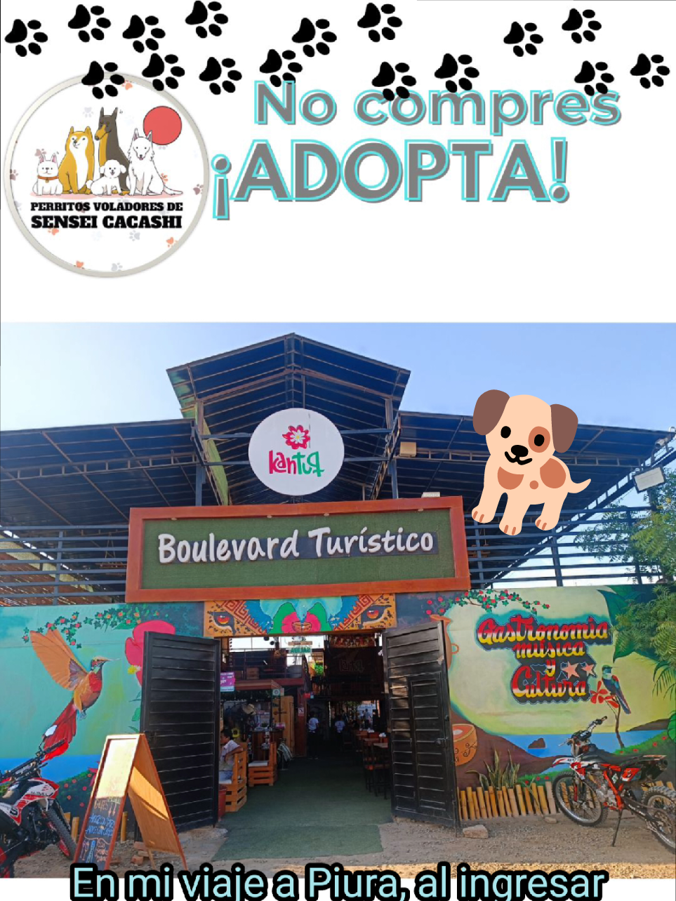 @Perritos Voladores