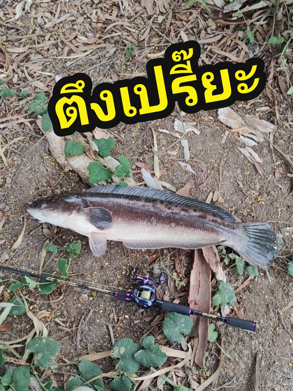 @กาเล็บโป้