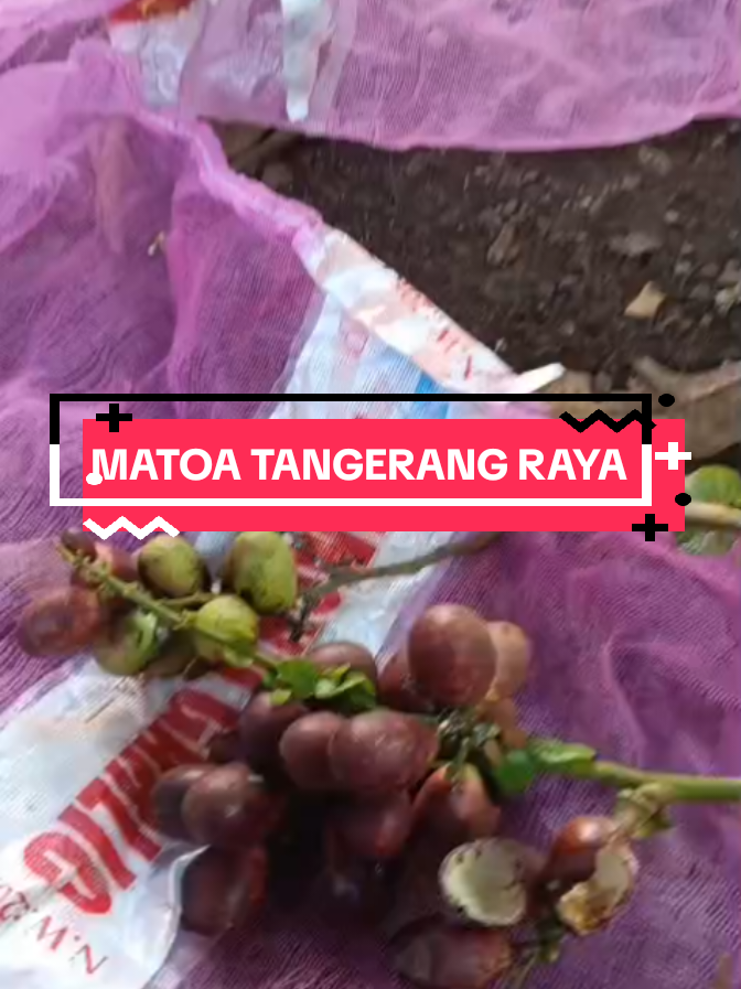 @APRI RADJA GROSIR