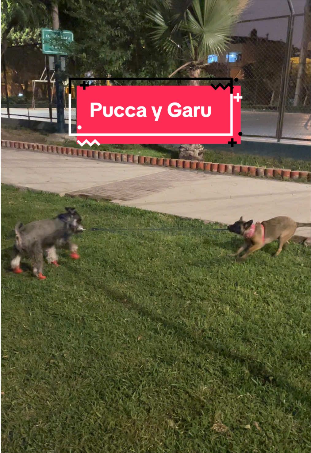 @lukah_schnauzer