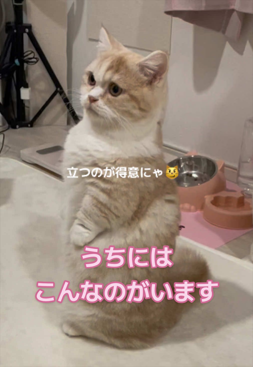 @ใปใฃใ๐๐