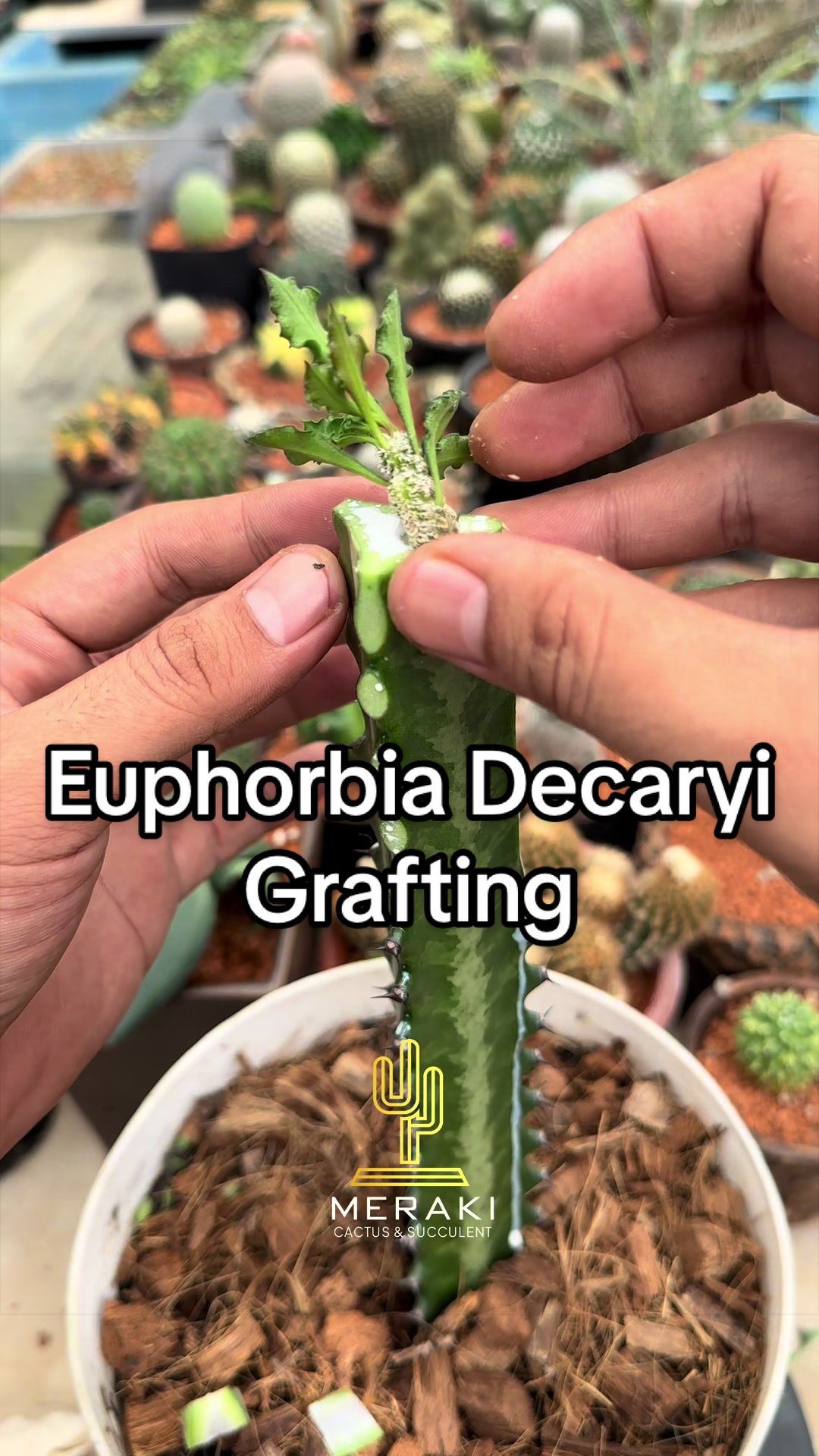 @Meraki Cactus