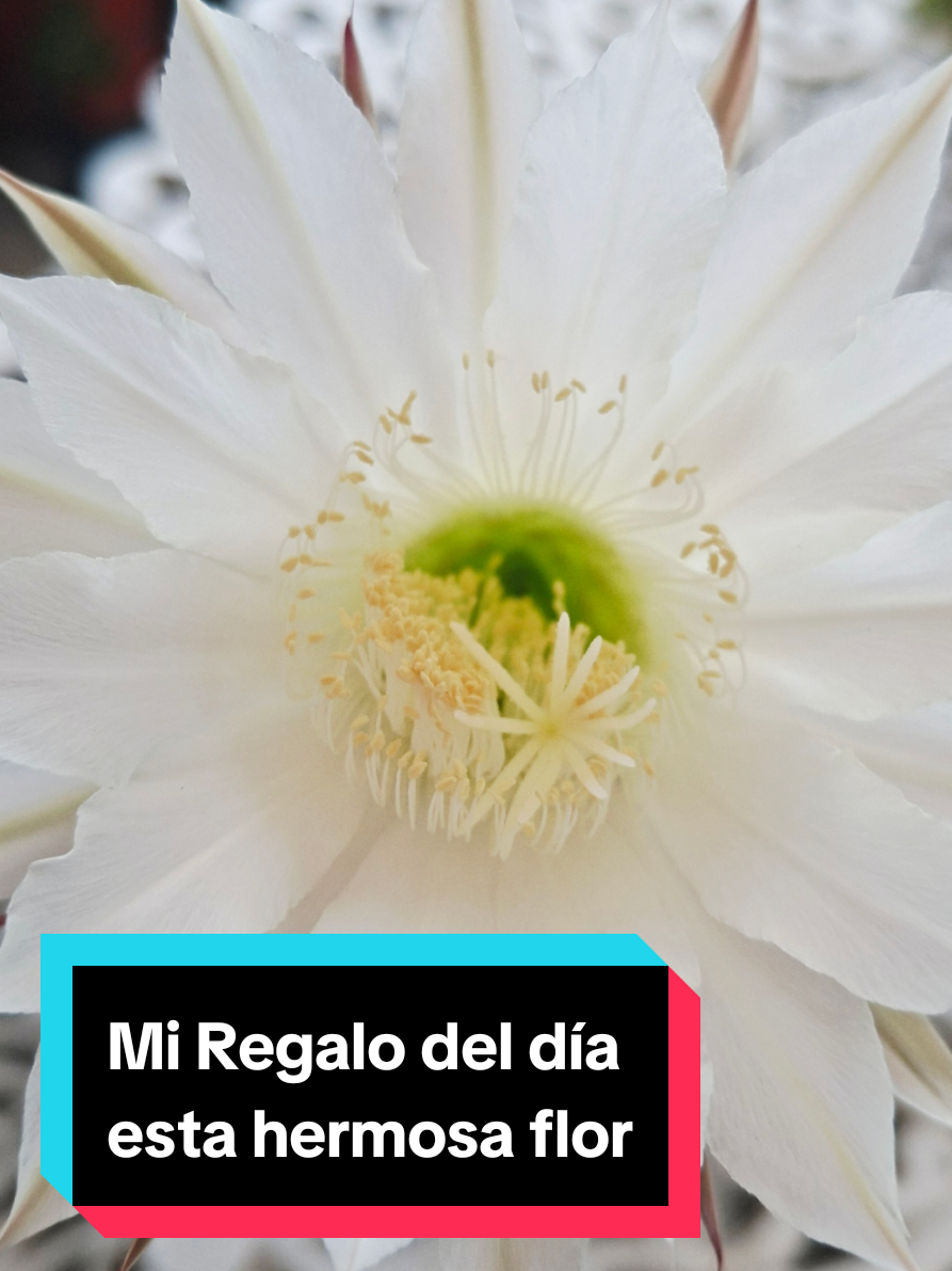 @eljardinmagicodepatym