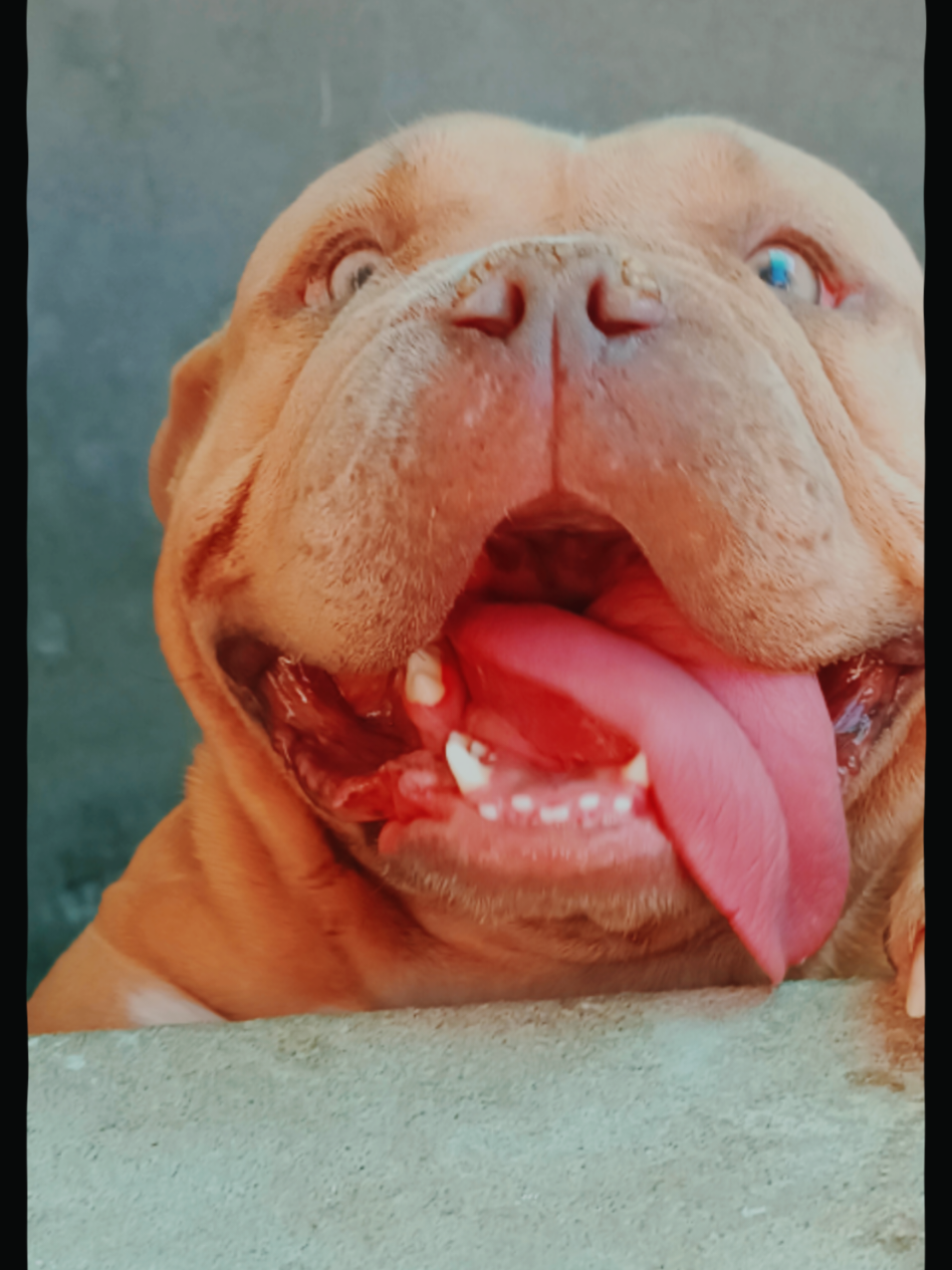 @arevalobullsper&uacute;