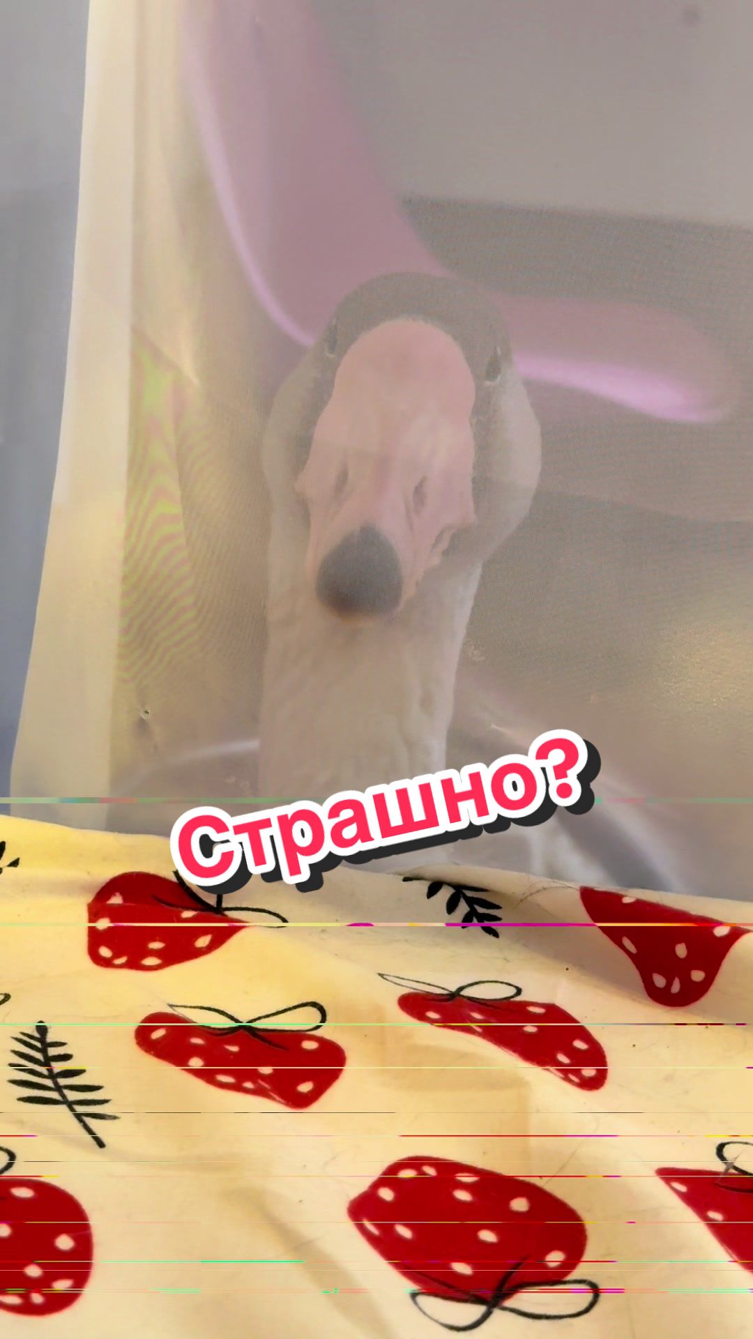 @Пафнутрий