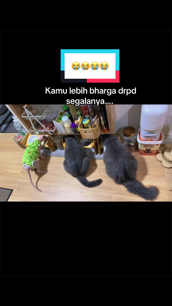@Kimmy Pet Style