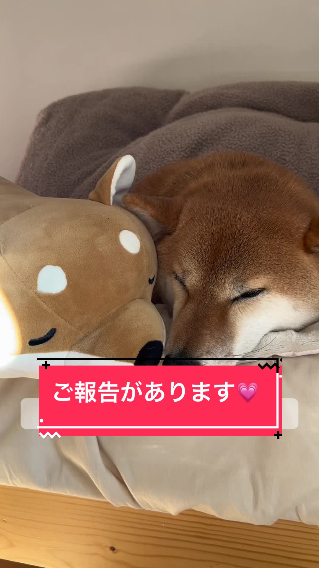 @柴犬はな🐾