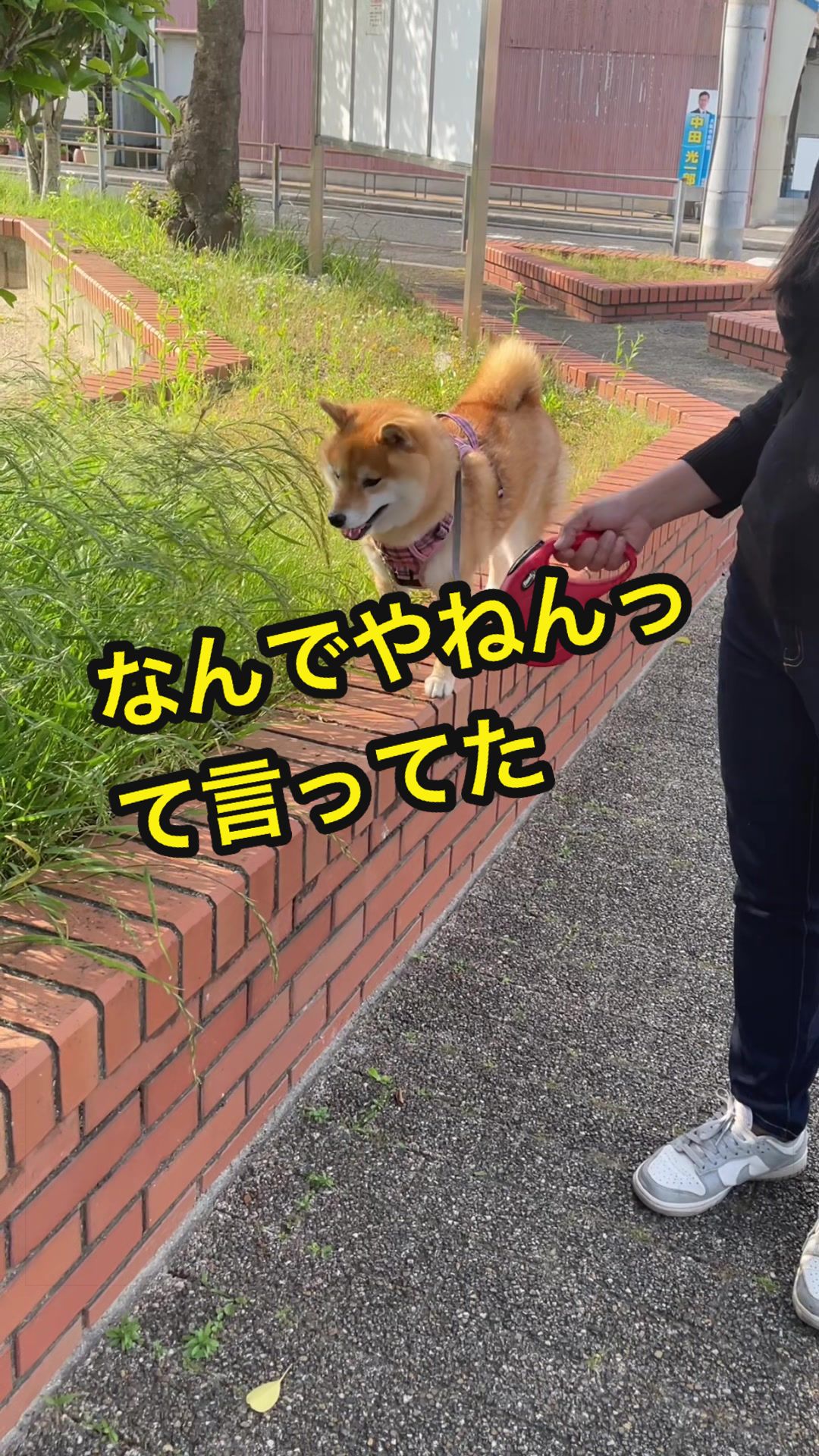 @特に柴犬が好きな人