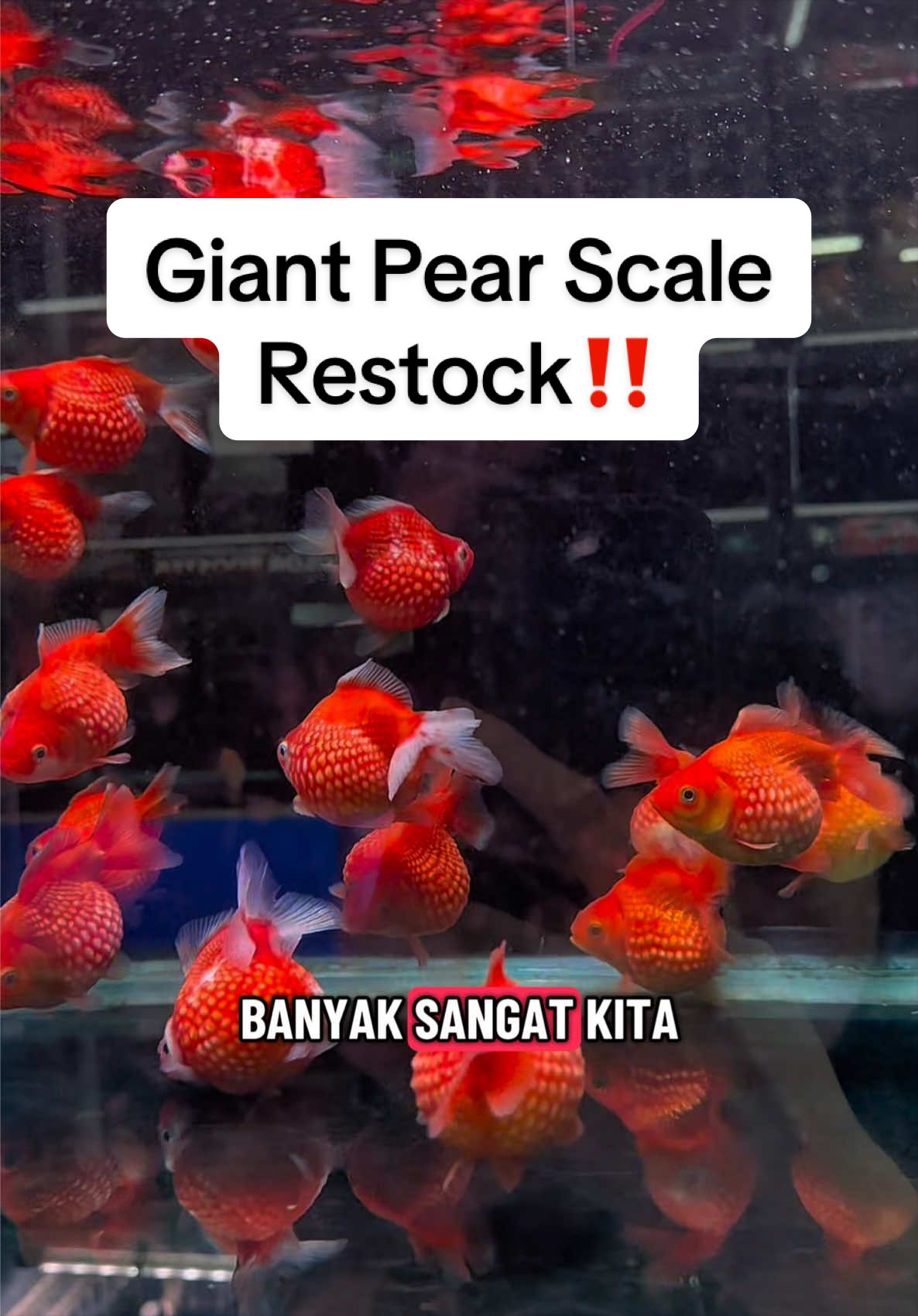 @SuperRedAquaticMelaka