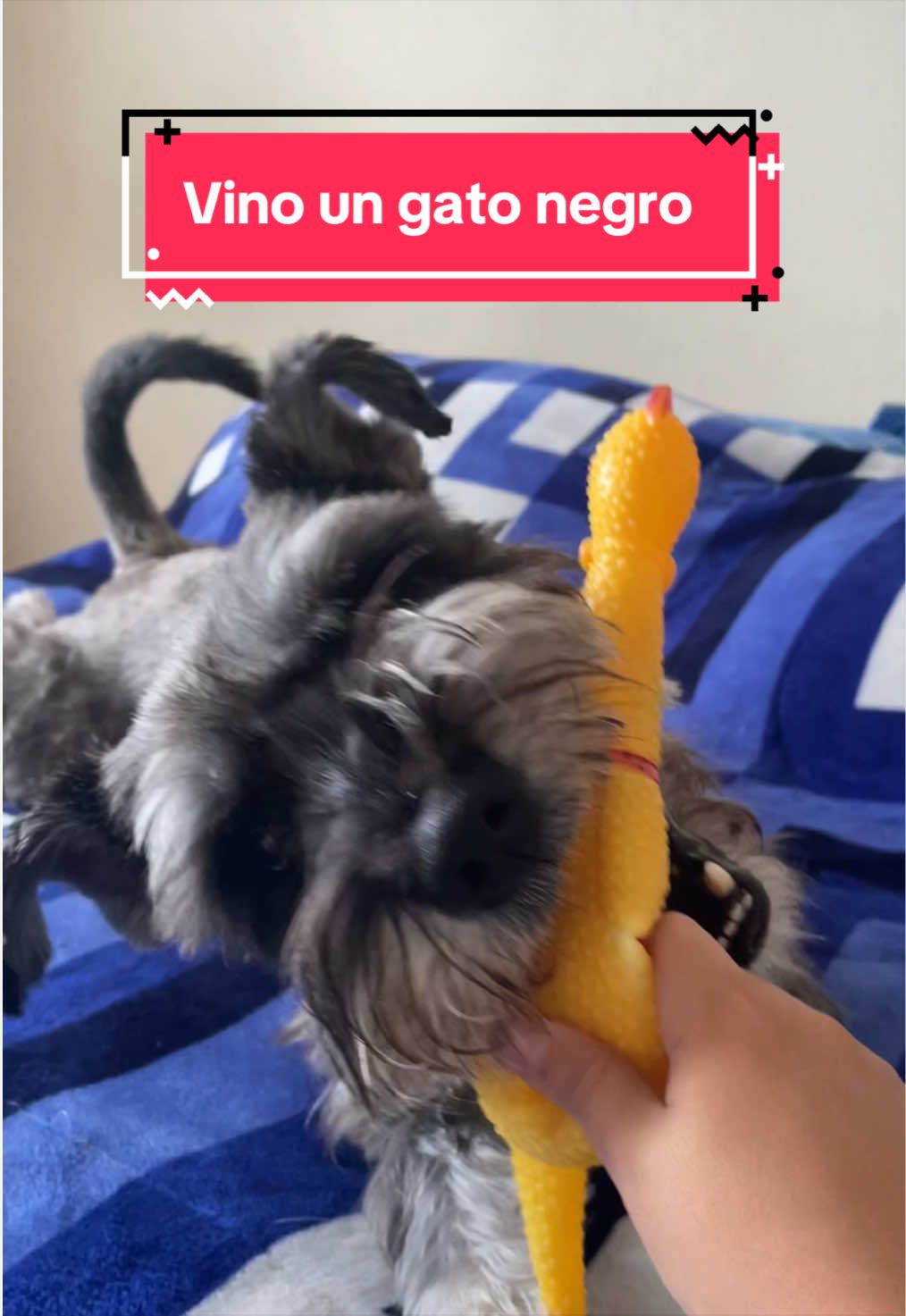 @lukah_schnauzer