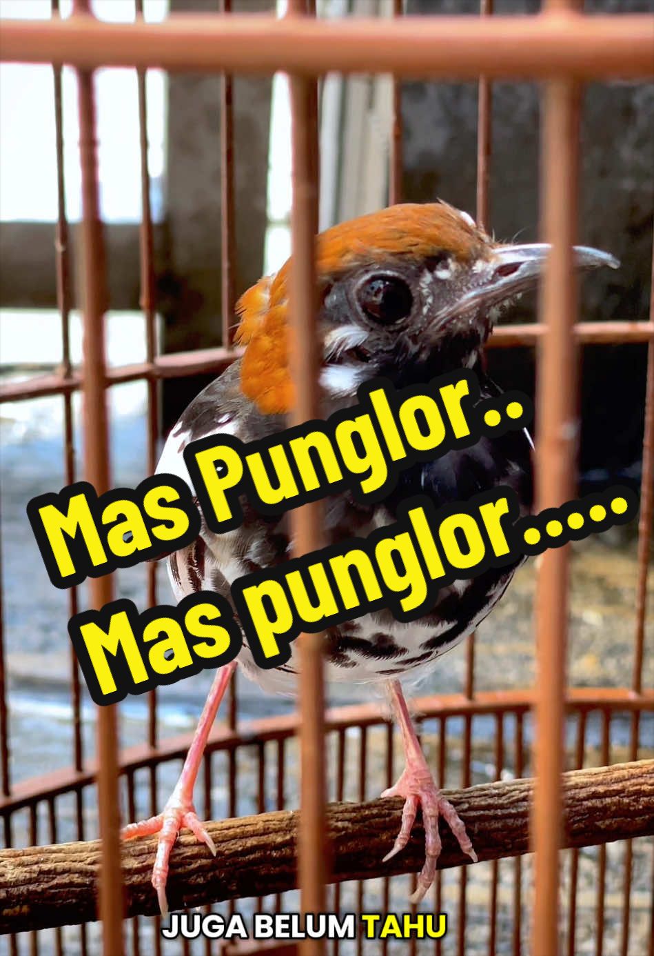 @GeDang Manuk