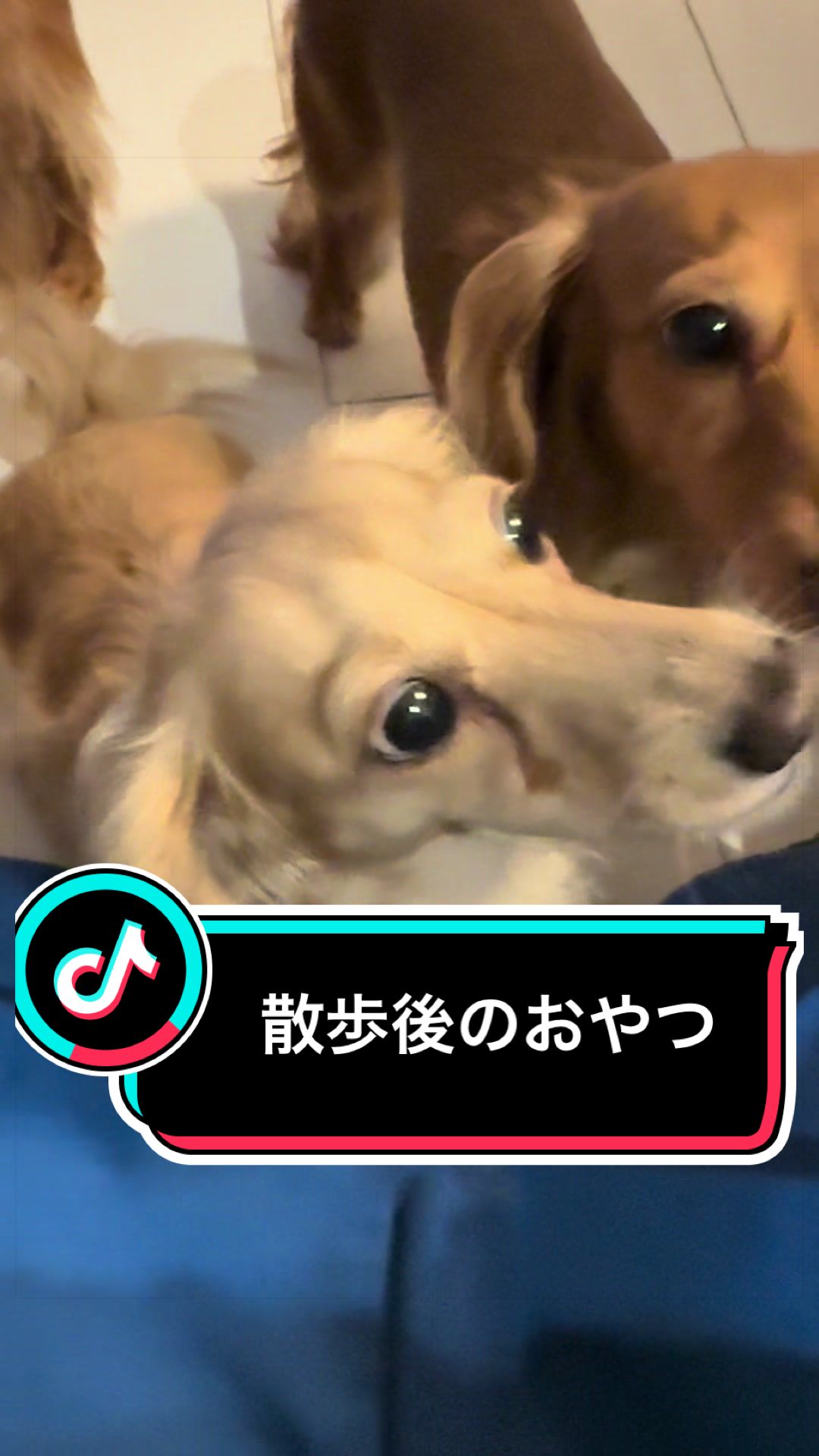 @ダックス愛好家(ワンワンパパ)