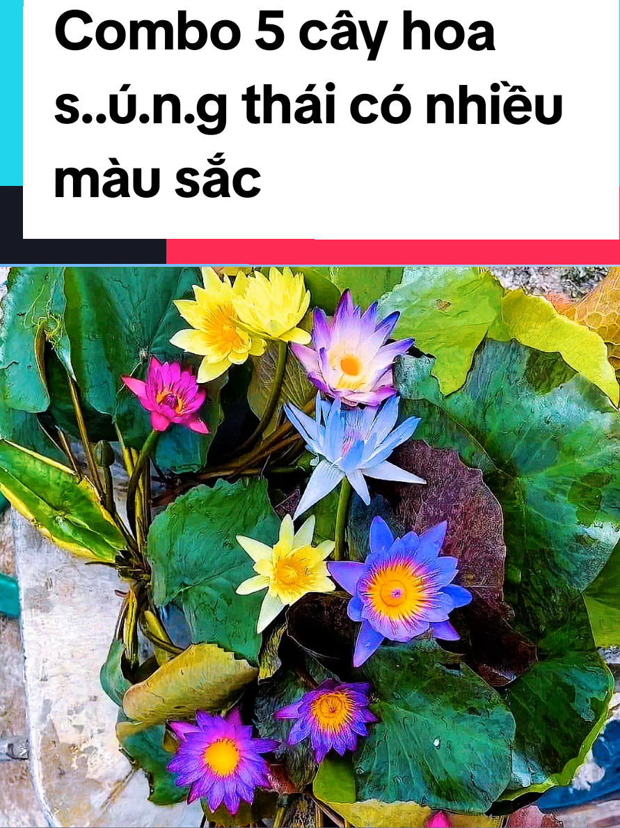 @@1Huyền Nguyễn