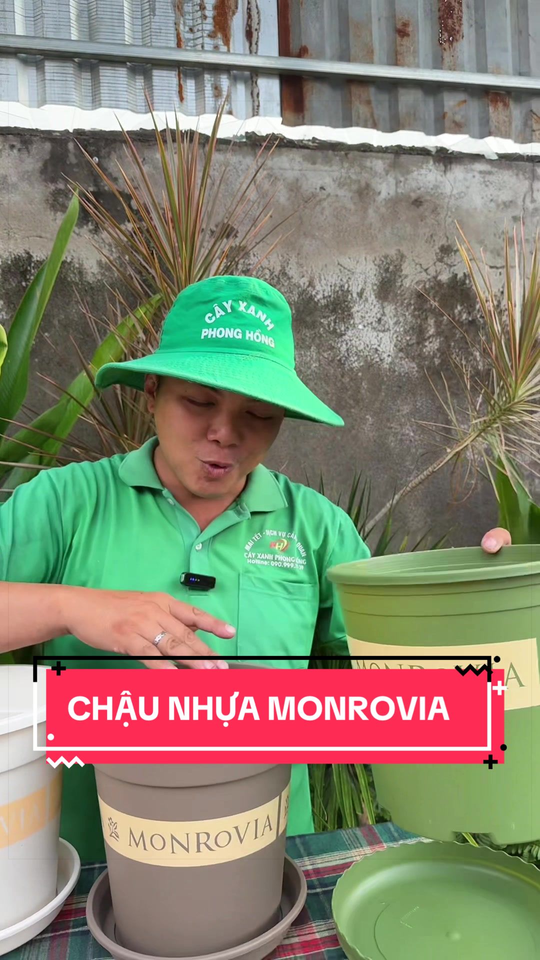 @Cây Xanh Phong Hồng