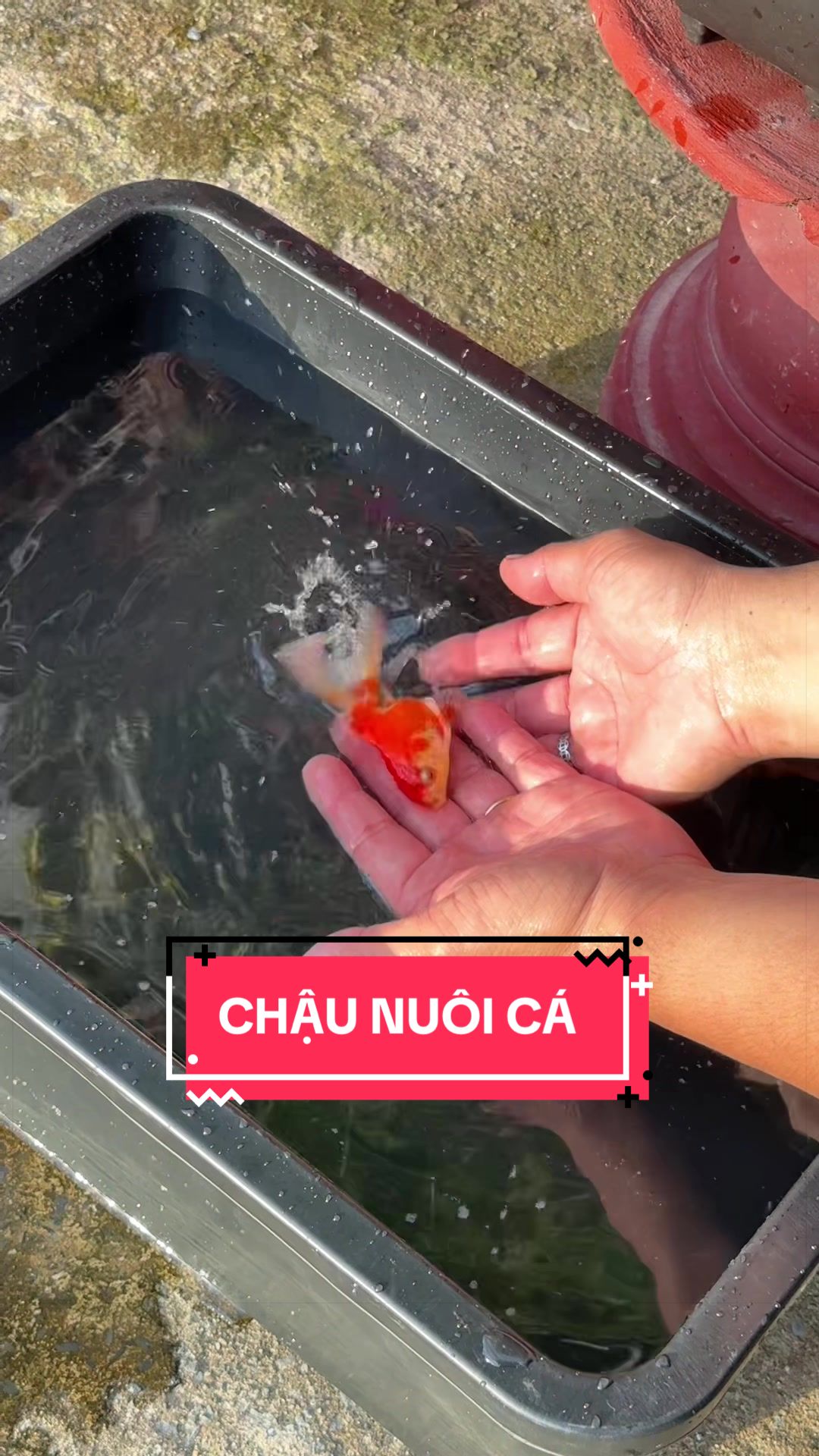 @Cây Xanh Phong Hồng