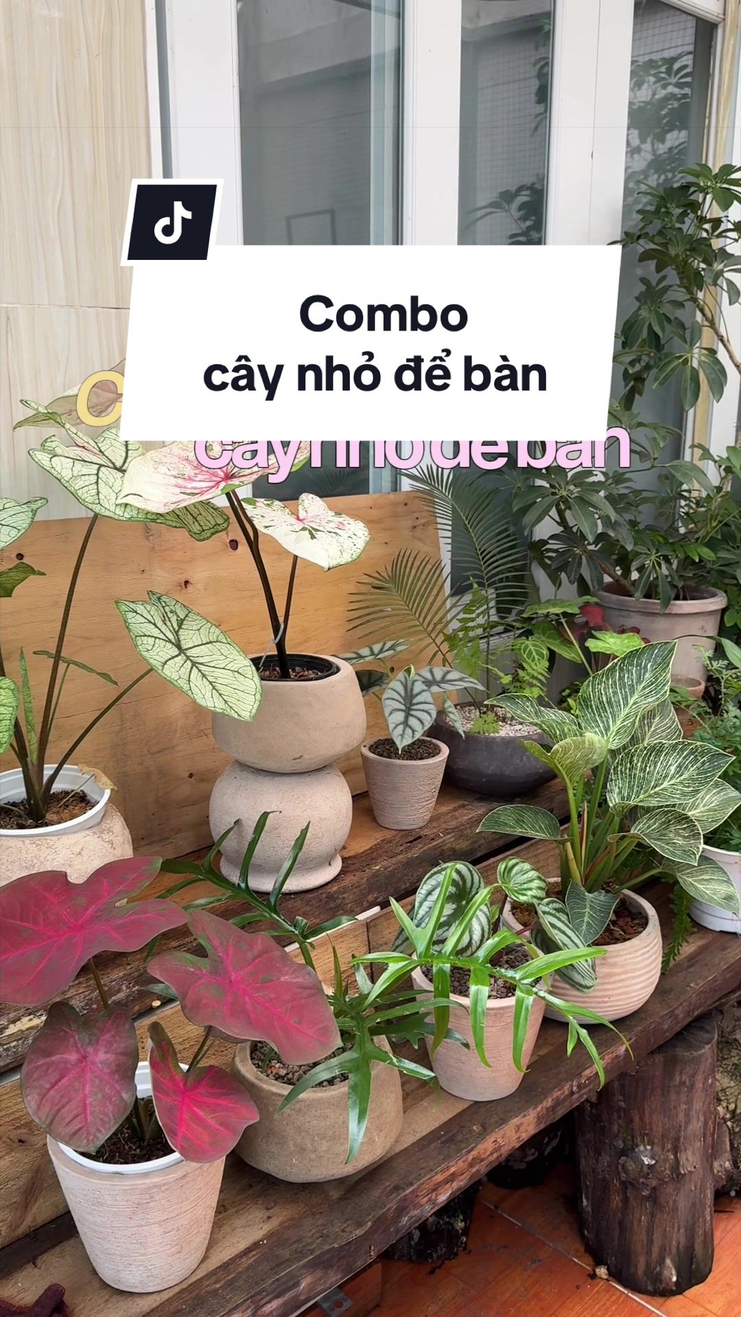 @Vuoncuakien