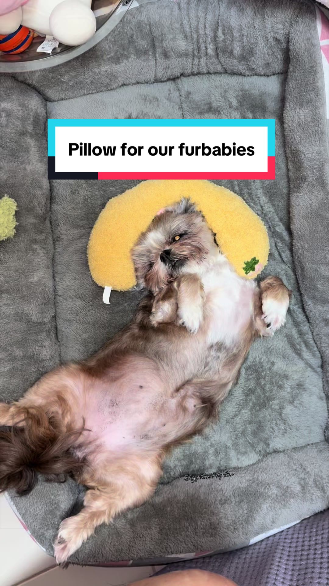 @Nella and Lucky the Shih🐶