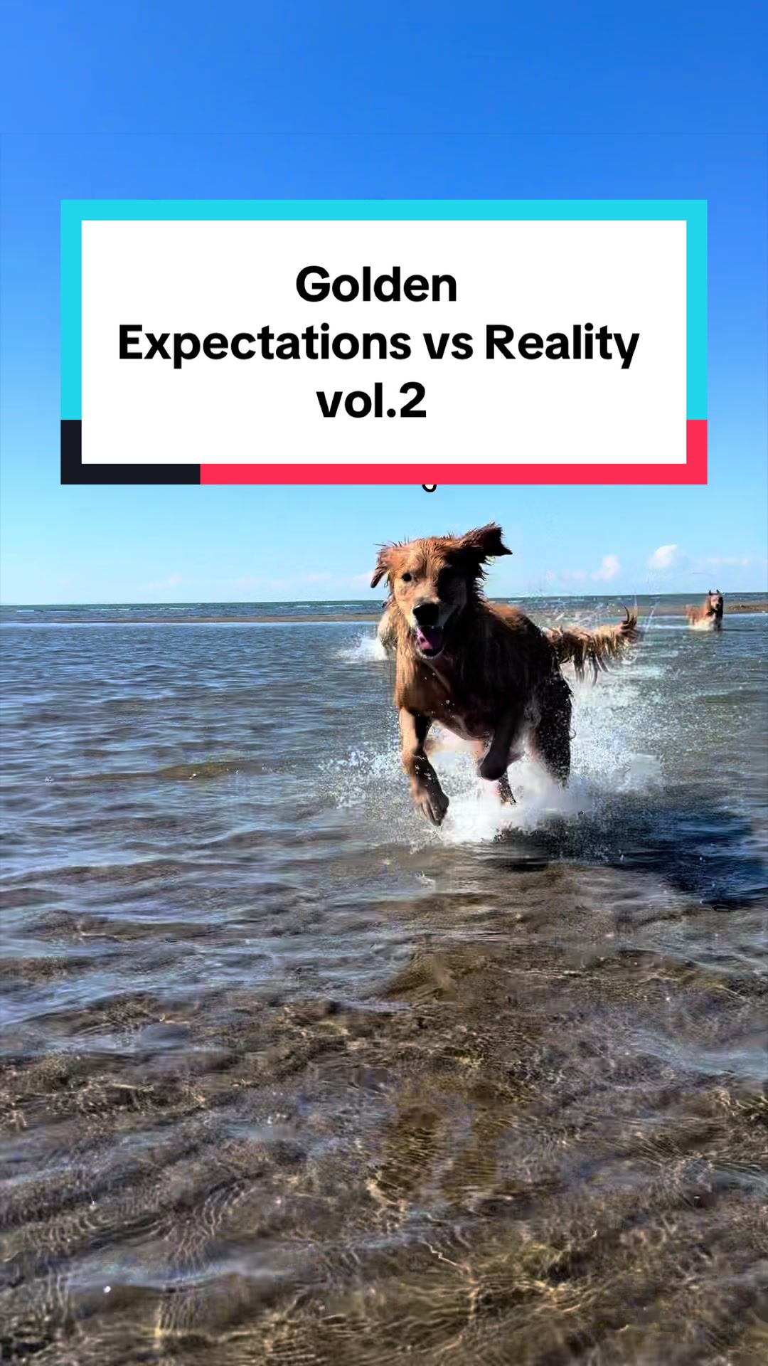 @3goldenretriever
