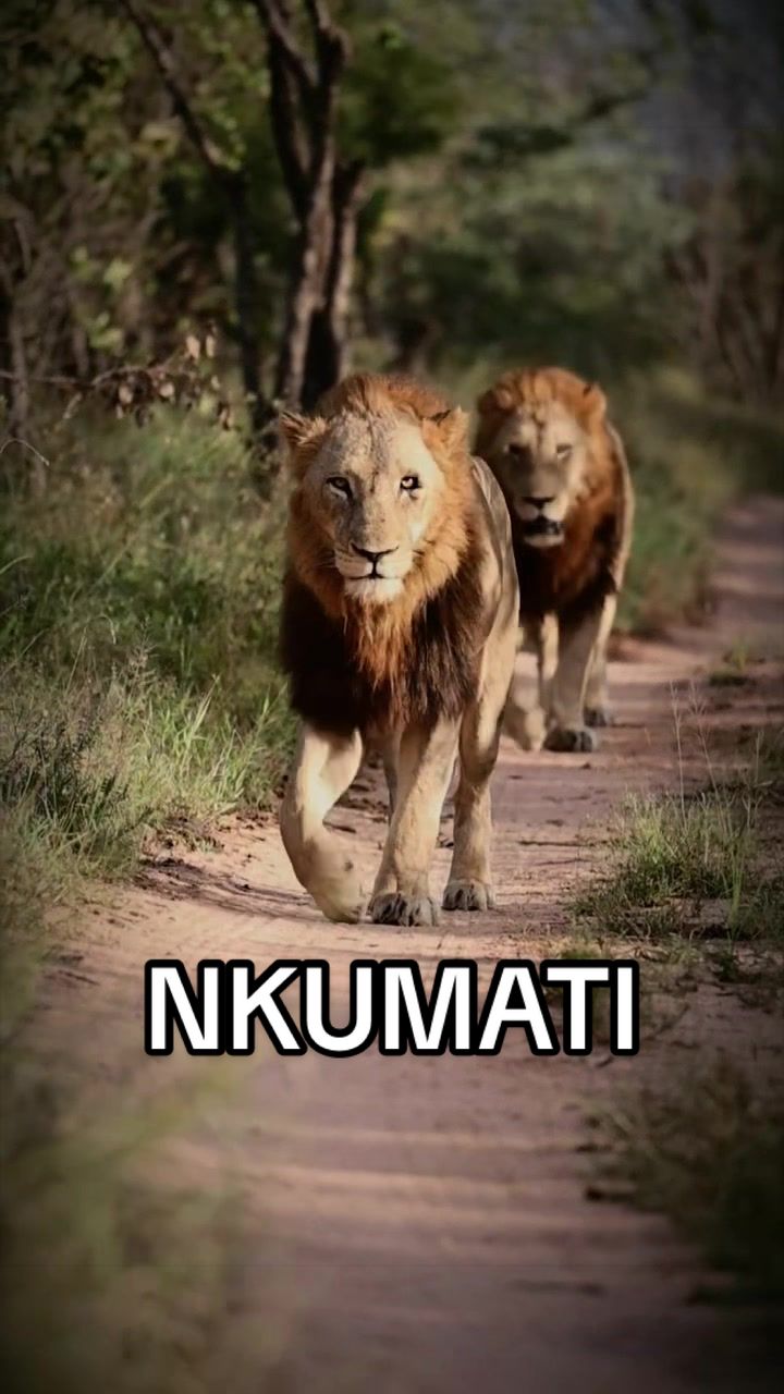@Nai | LION EXPERT 🌍